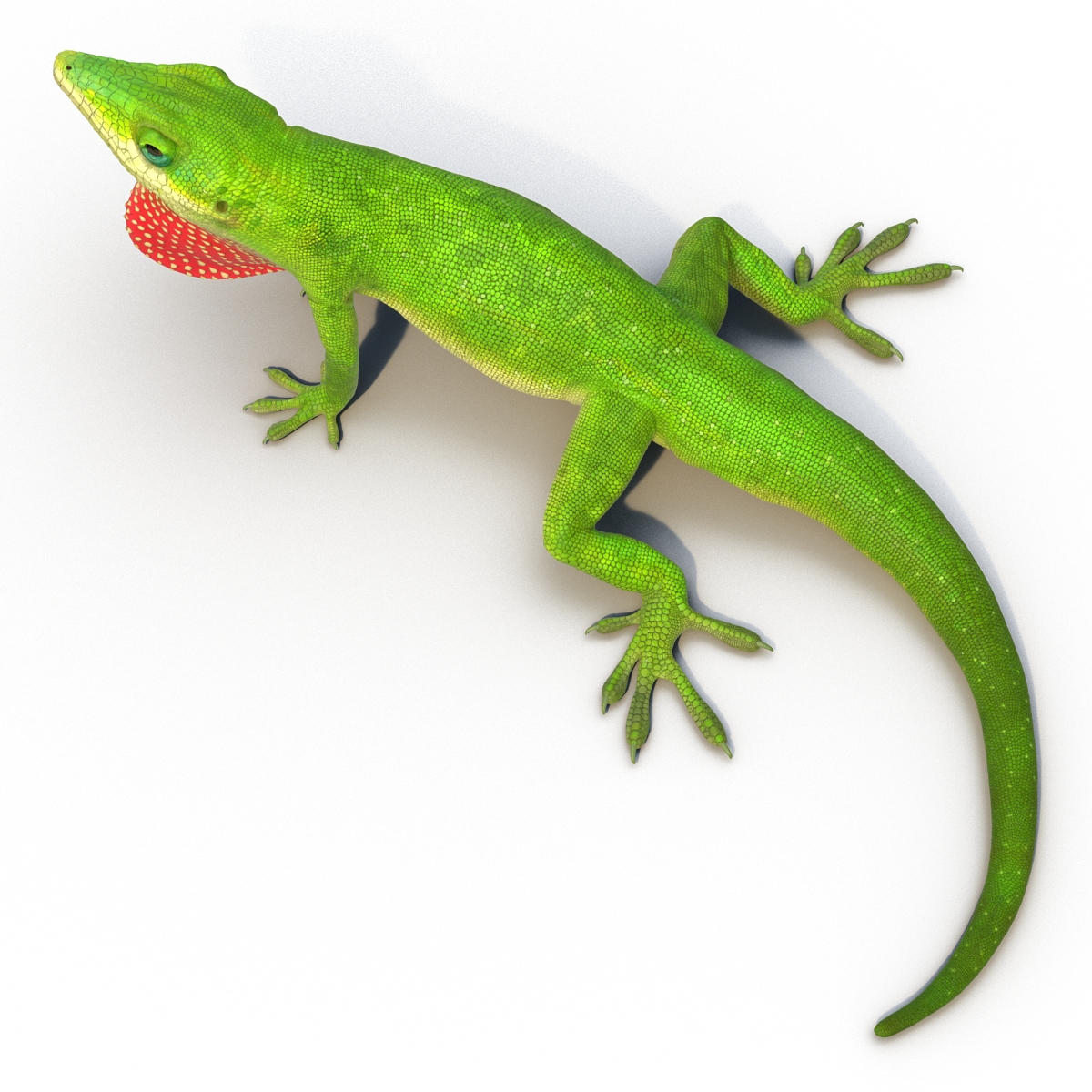 Carolina Anole Lizard Rigged for Cinema 4D 3D