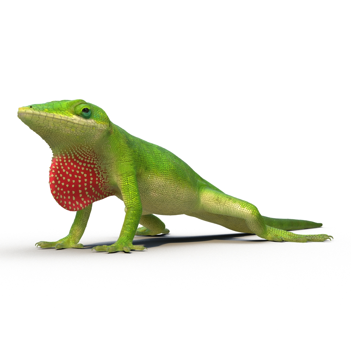 Carolina Anole Lizard Rigged for Cinema 4D 3D