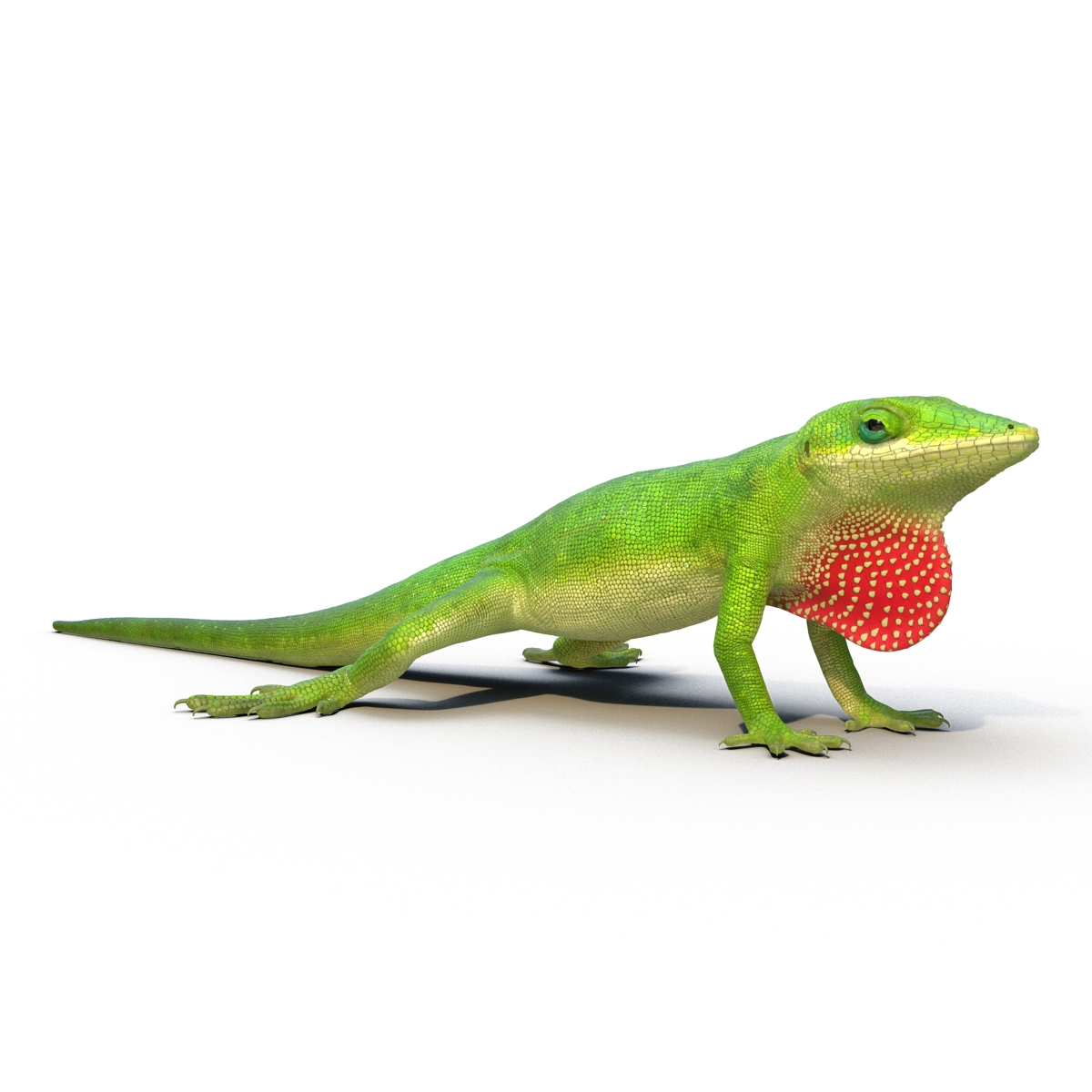 Carolina Anole Lizard Rigged for Cinema 4D 3D