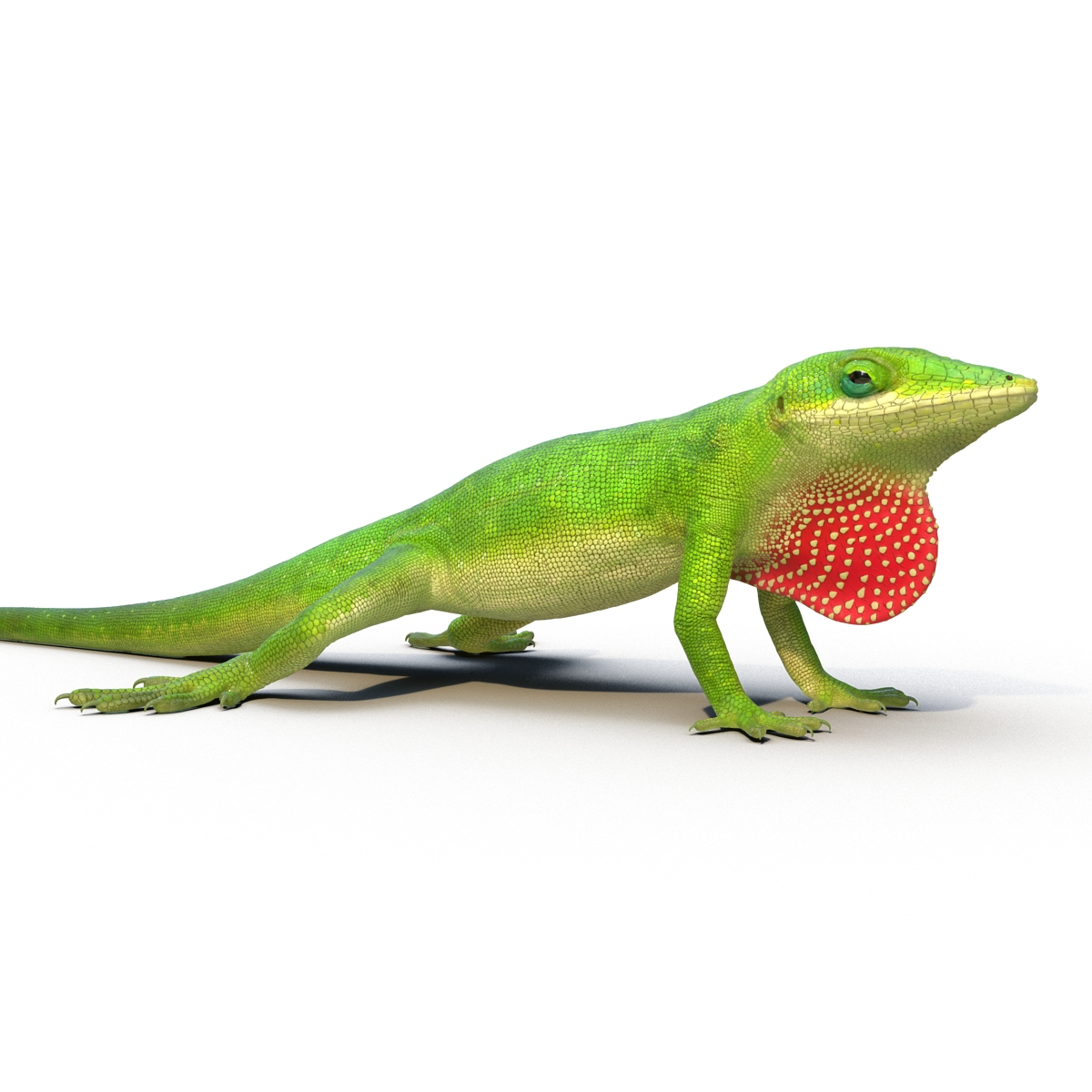 Carolina Anole Lizard Rigged for Cinema 4D 3D