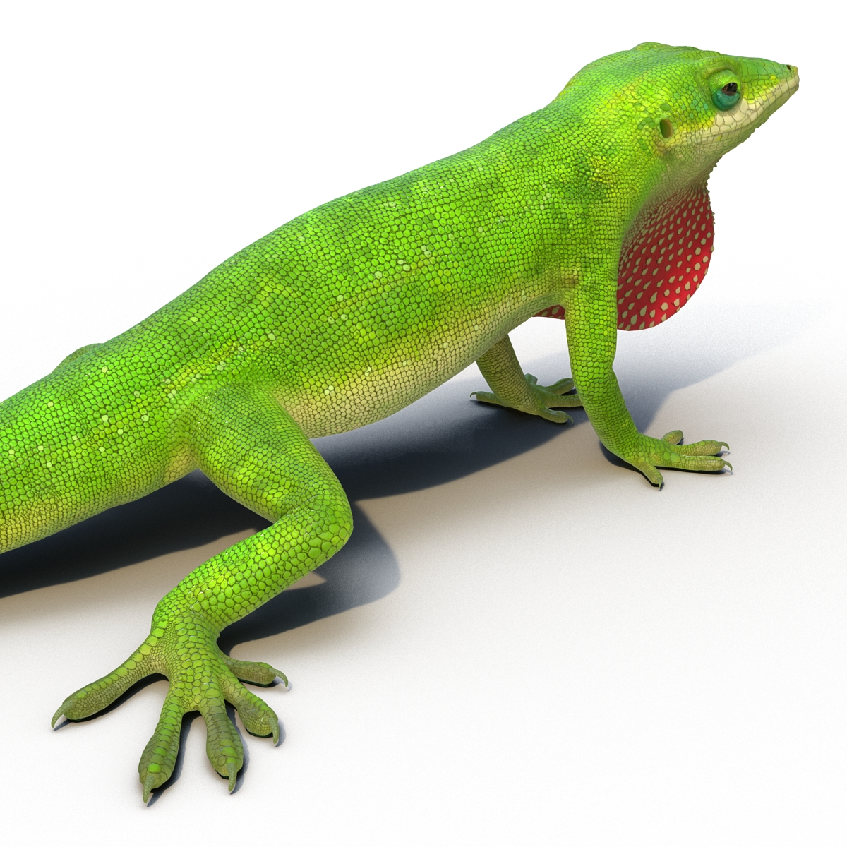 Carolina Anole Lizard Rigged for Cinema 4D 3D