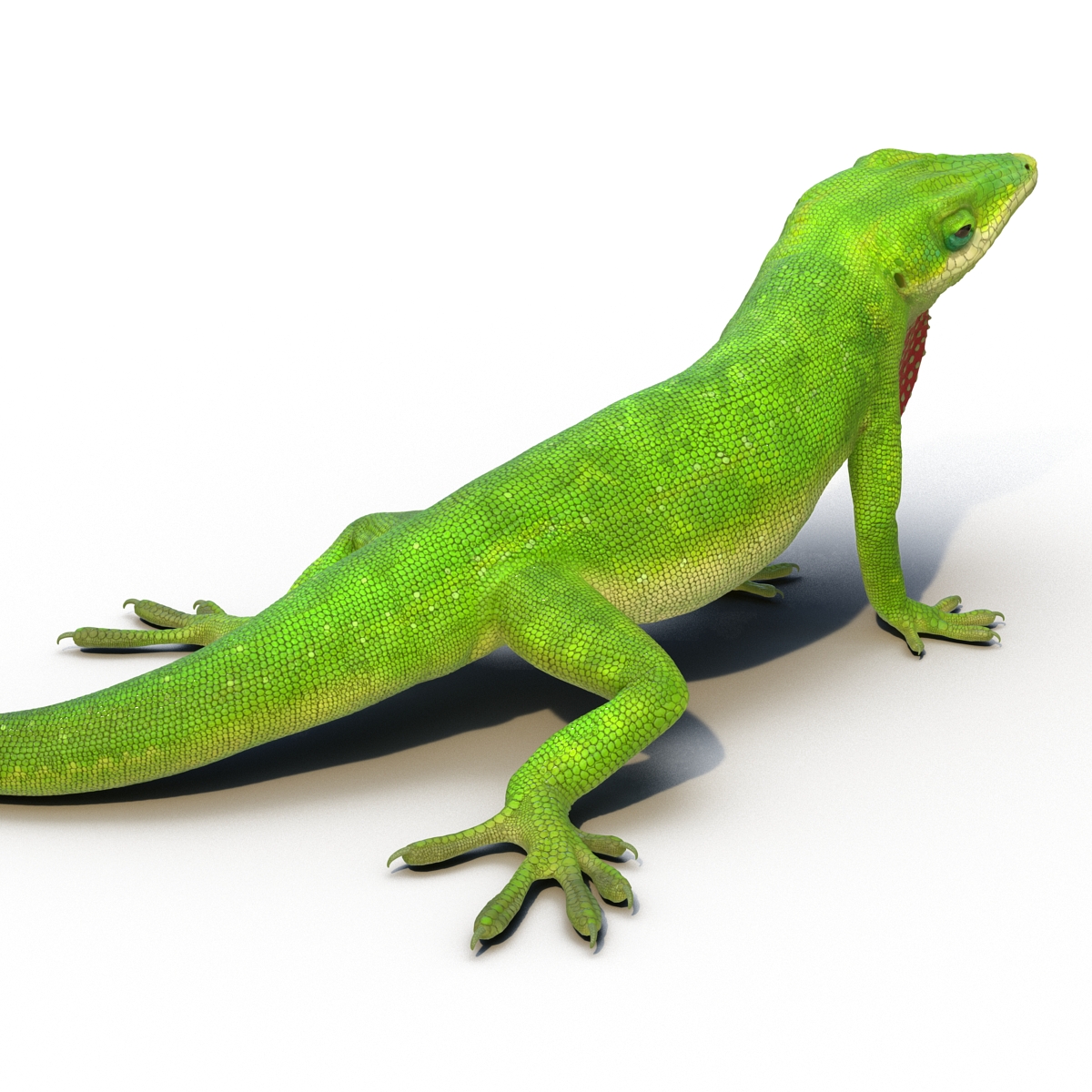 Carolina Anole Lizard Rigged for Cinema 4D 3D