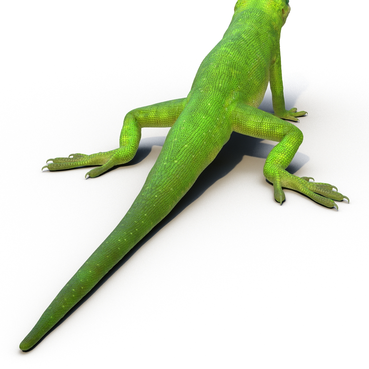 Carolina Anole Lizard Rigged for Cinema 4D 3D