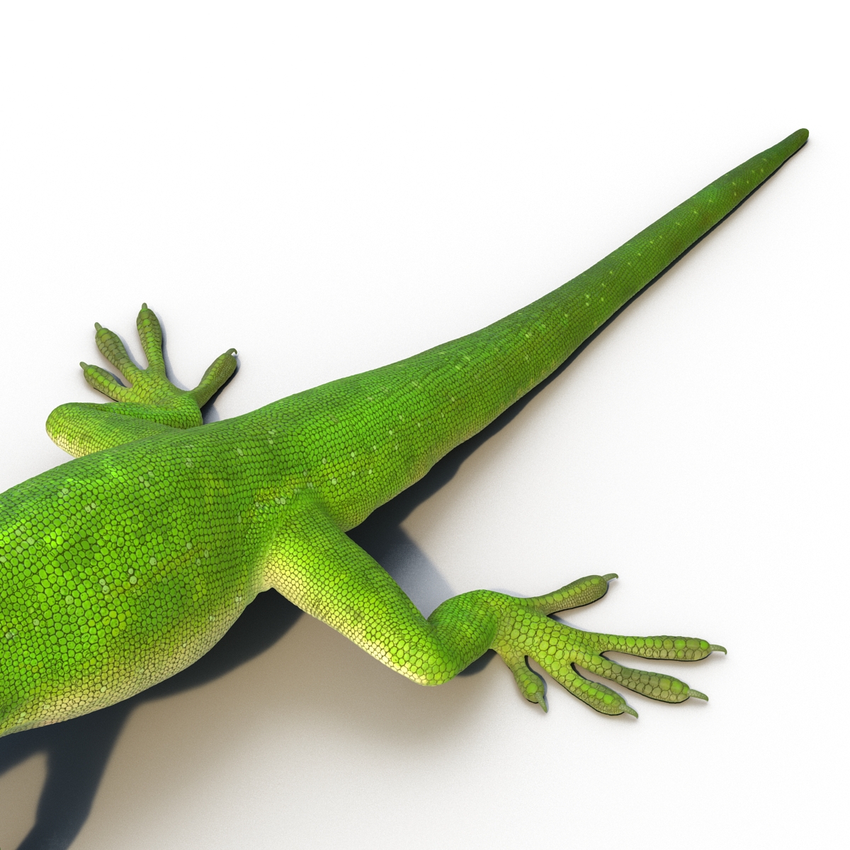 Carolina Anole Lizard Rigged for Cinema 4D 3D