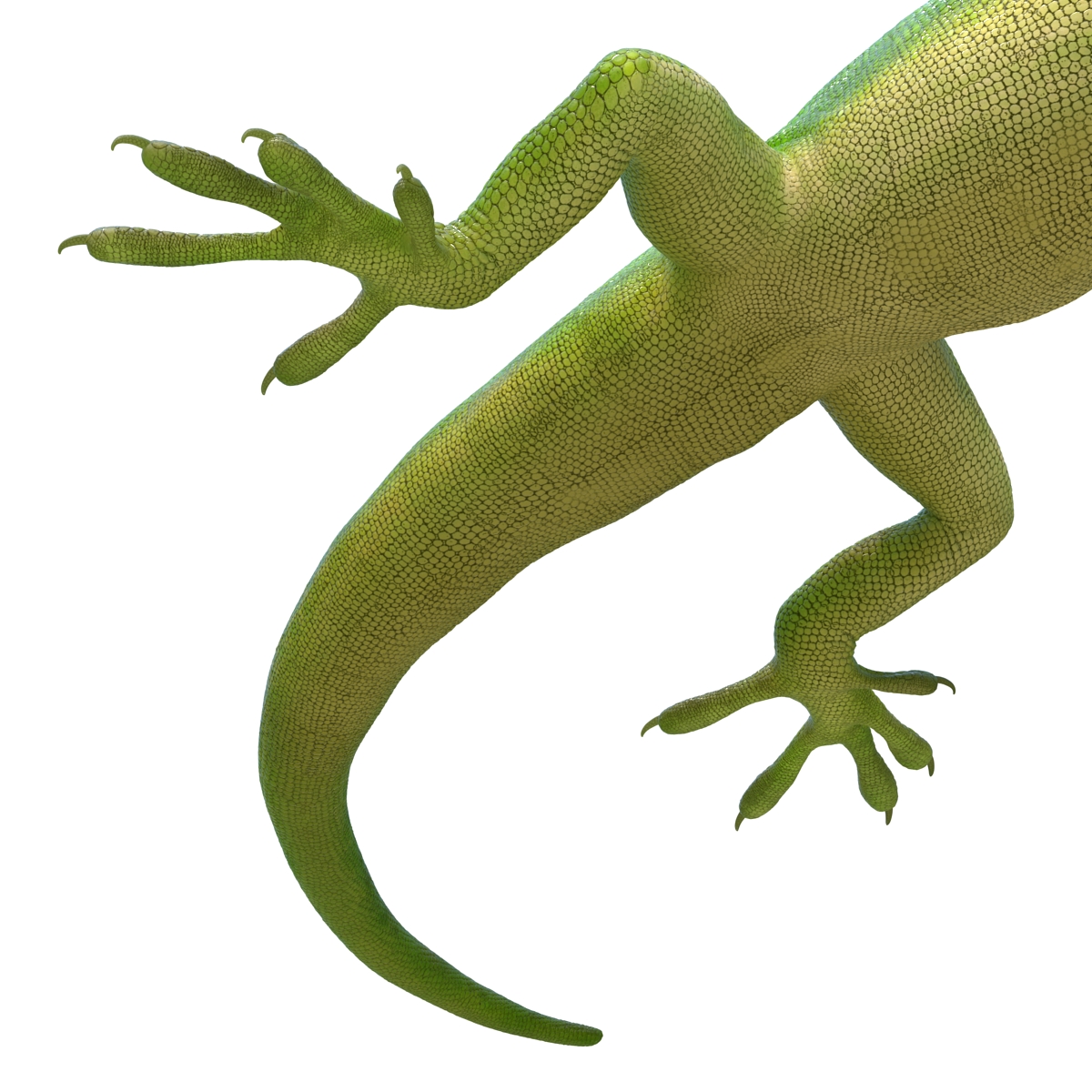 Carolina Anole Lizard Rigged for Cinema 4D 3D