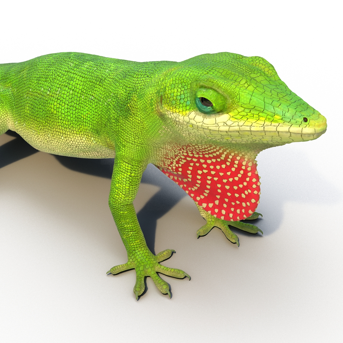 Carolina Anole Lizard Rigged for Cinema 4D 3D