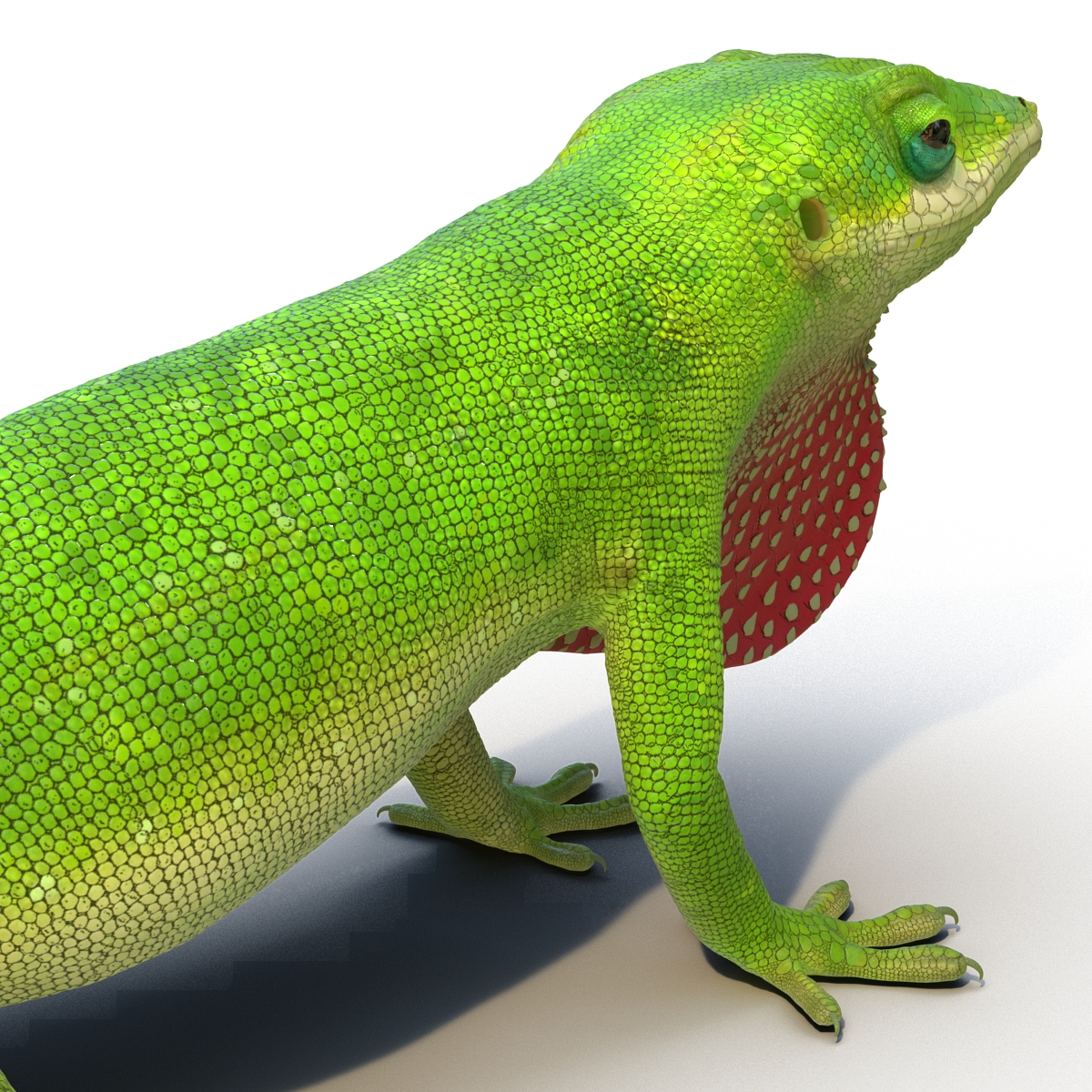 Carolina Anole Lizard Rigged for Cinema 4D 3D