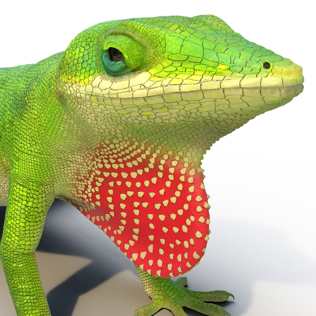 Carolina Anole Lizard Rigged for Cinema 4D 3D