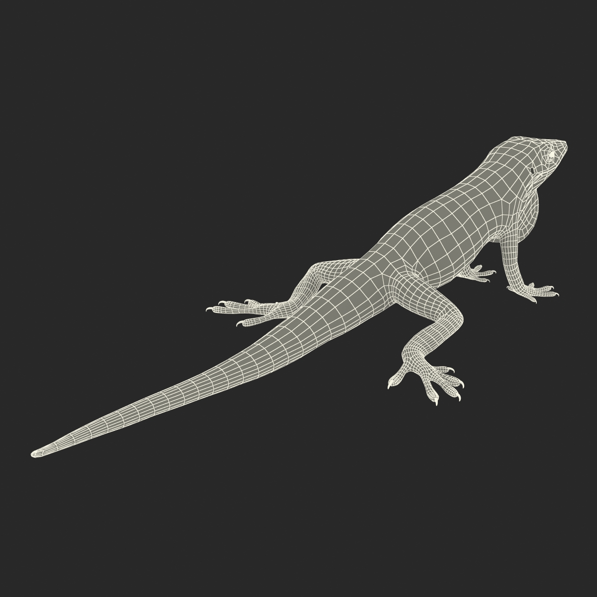 Carolina Anole Lizard Rigged for Cinema 4D 3D