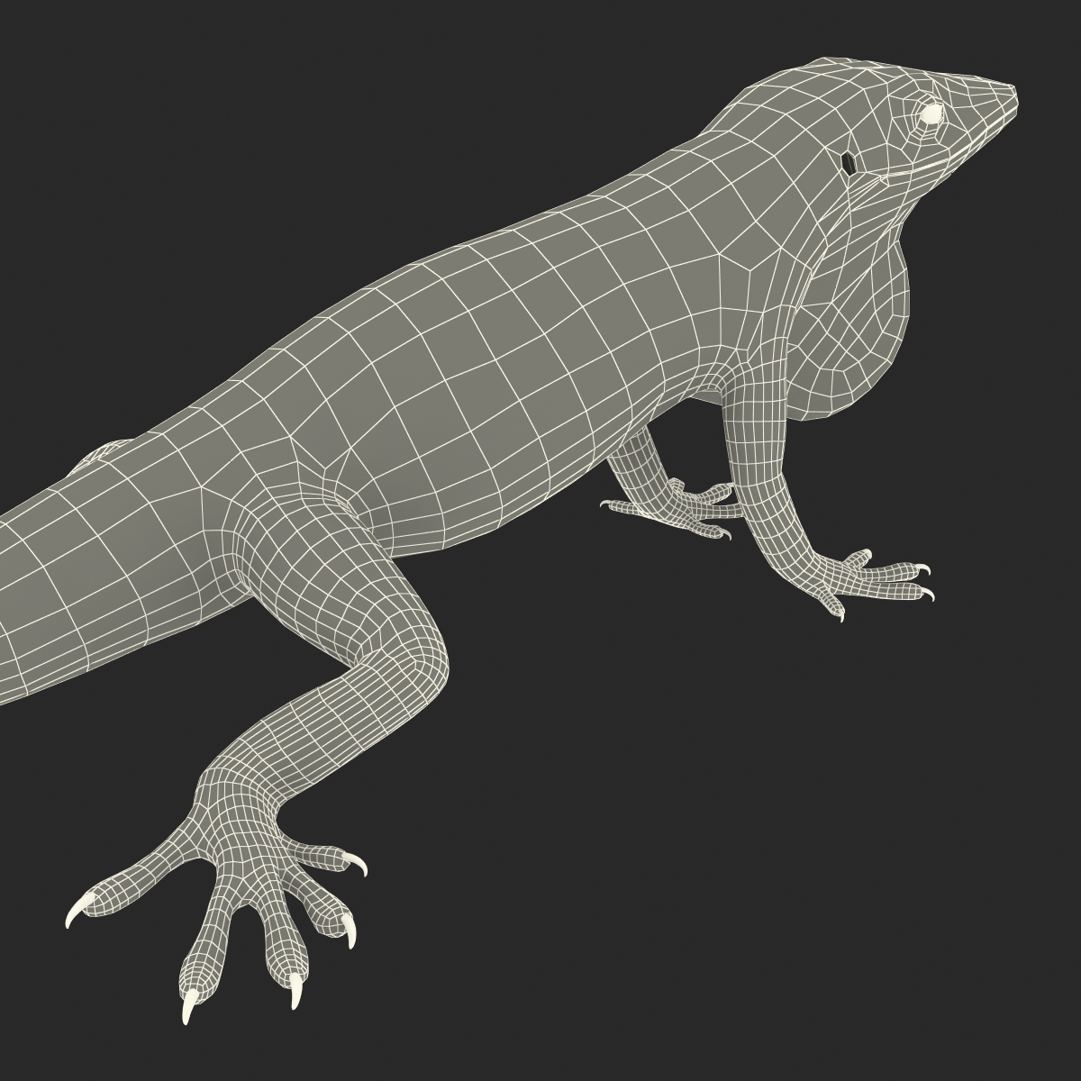 Carolina Anole Lizard Rigged for Cinema 4D 3D