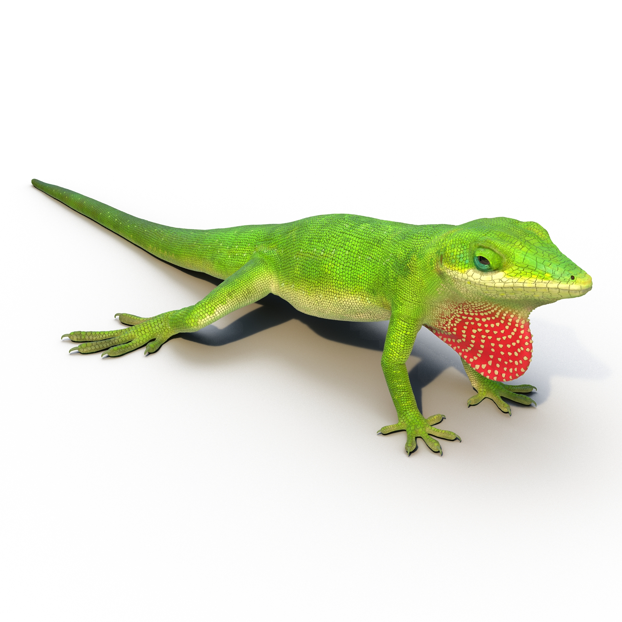 3D Carolina Anole Lizard