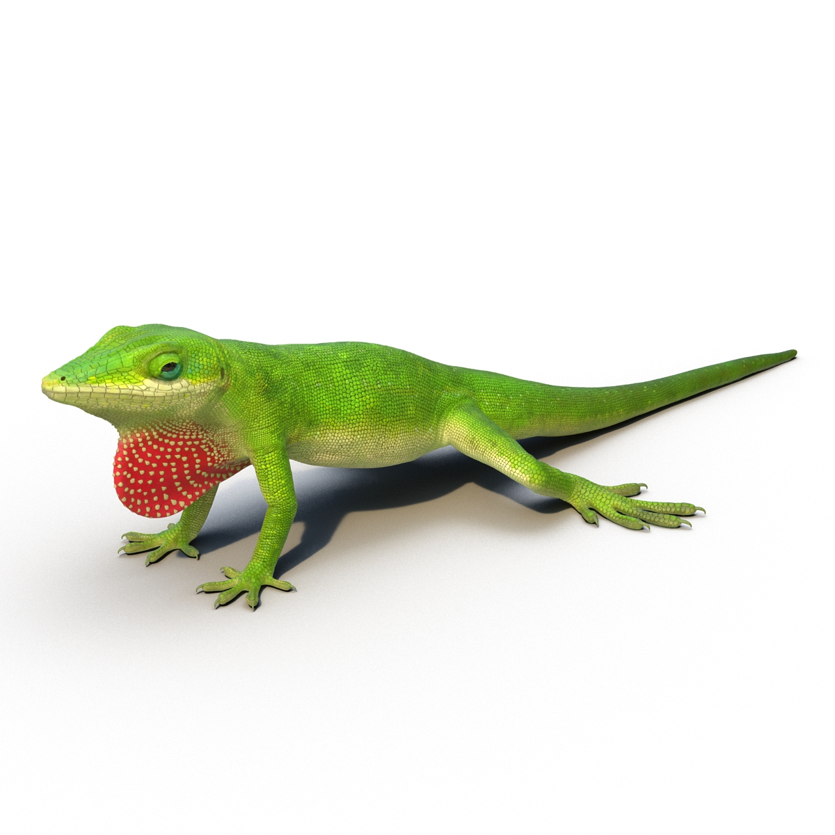 3D Carolina Anole Lizard