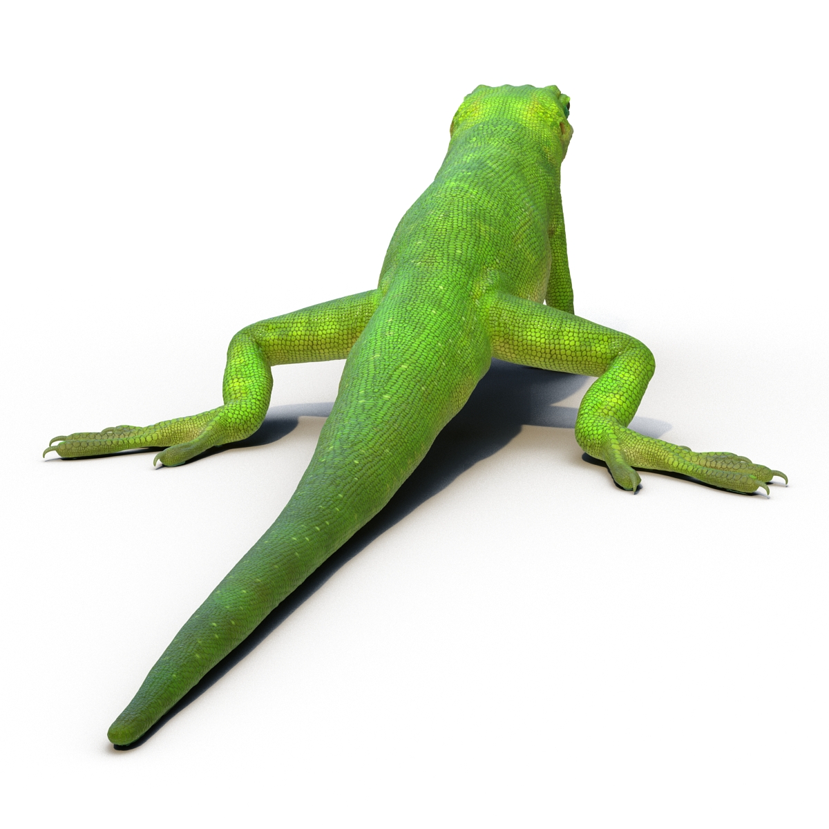 3D Carolina Anole Lizard