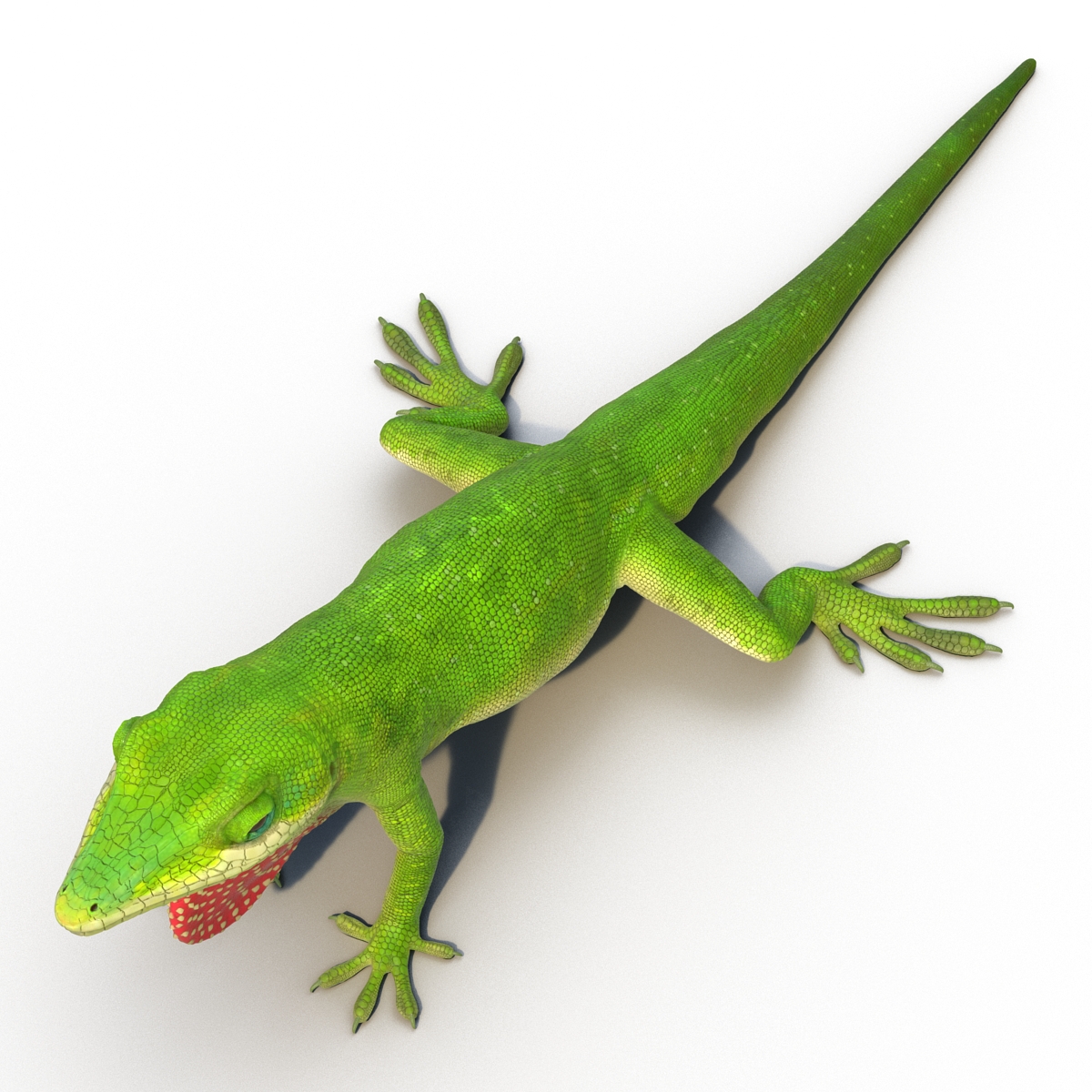 3D Carolina Anole Lizard