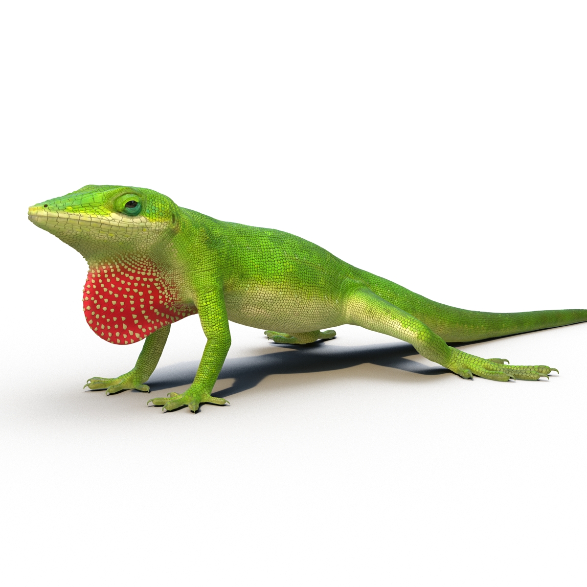 3D Carolina Anole Lizard