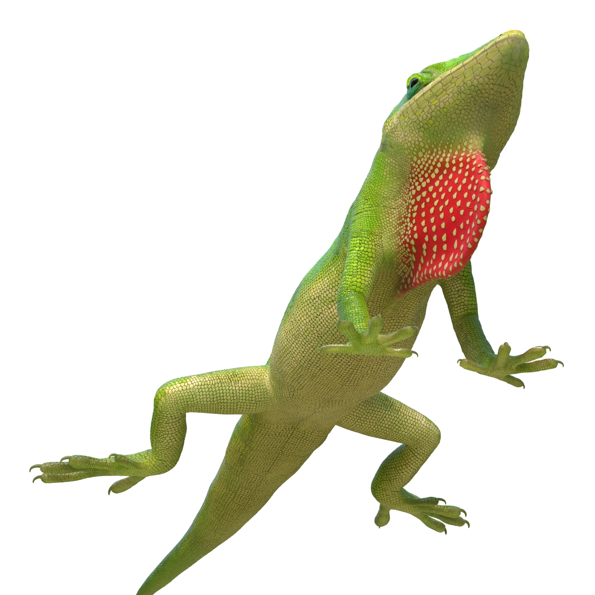 3D Carolina Anole Lizard