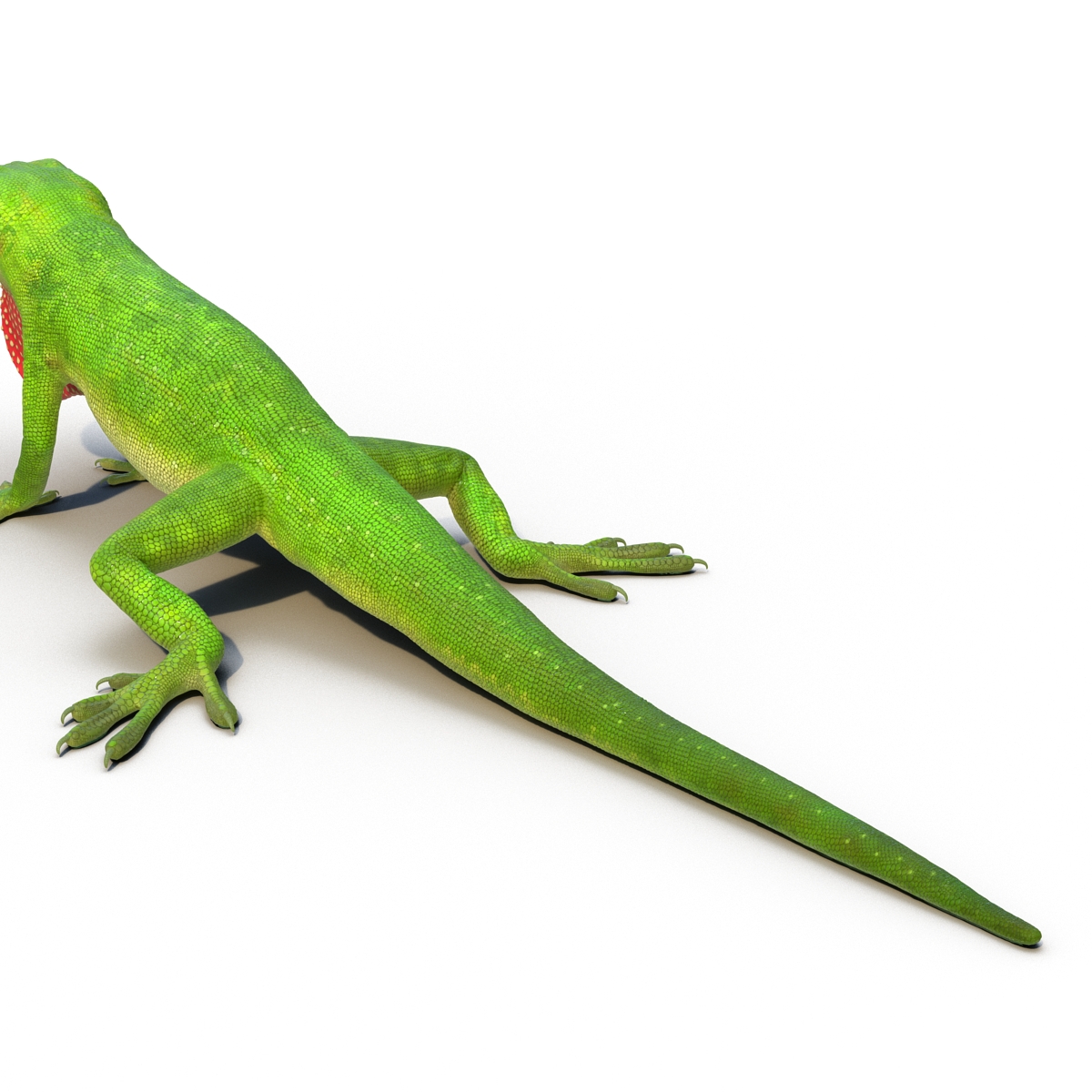 3D Carolina Anole Lizard