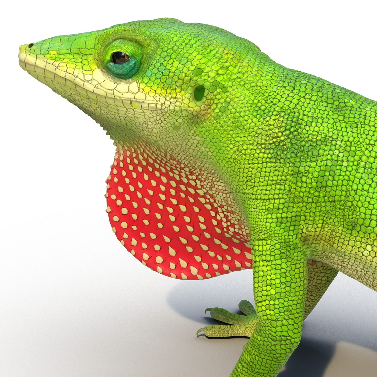 3D Carolina Anole Lizard