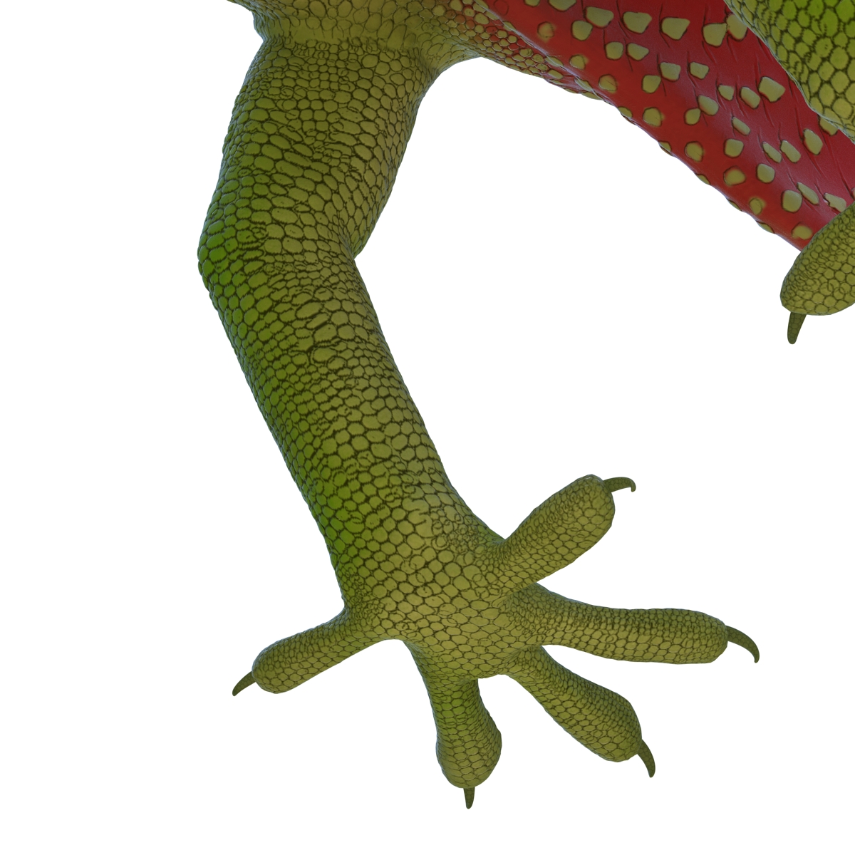 3D Carolina Anole Lizard