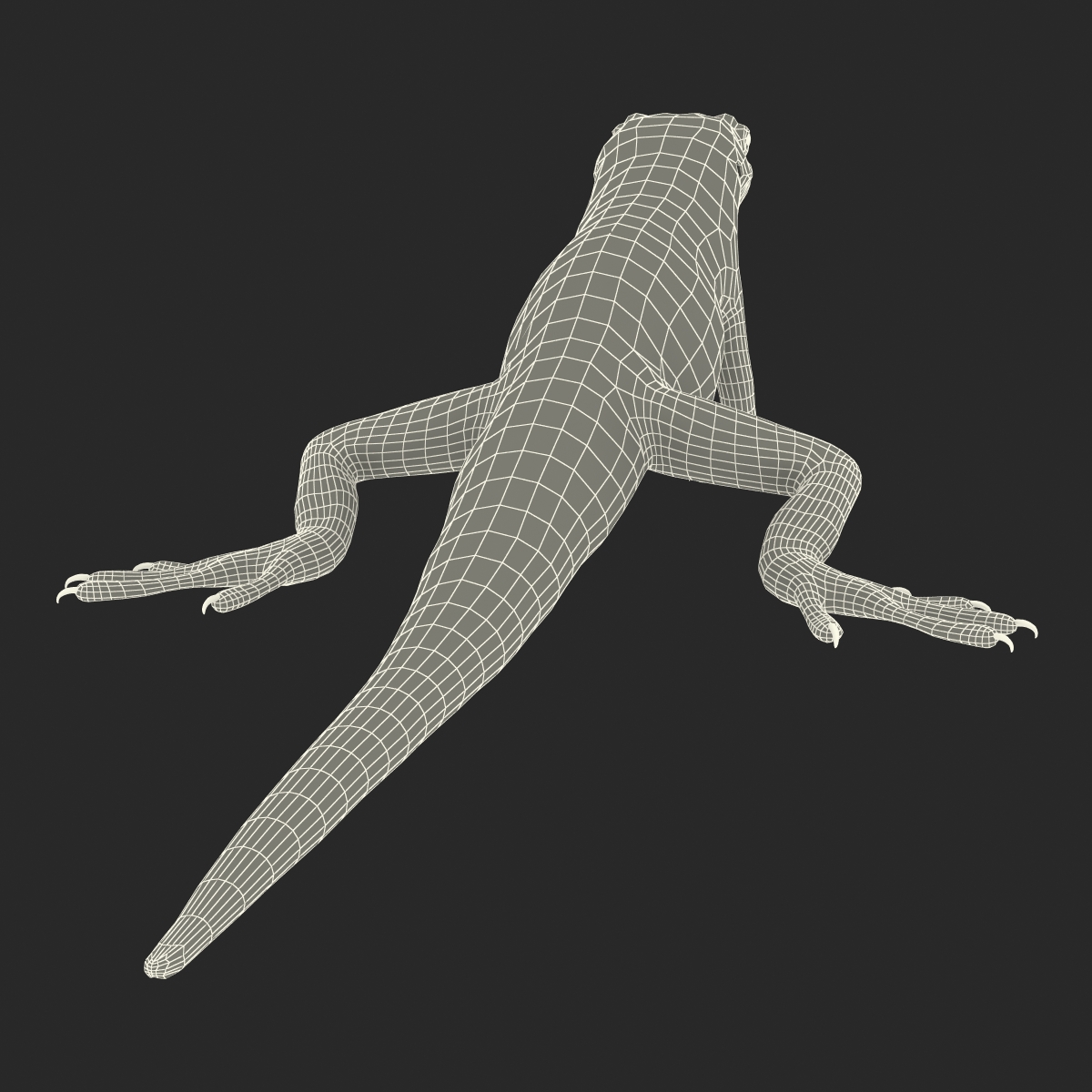 3D Carolina Anole Lizard