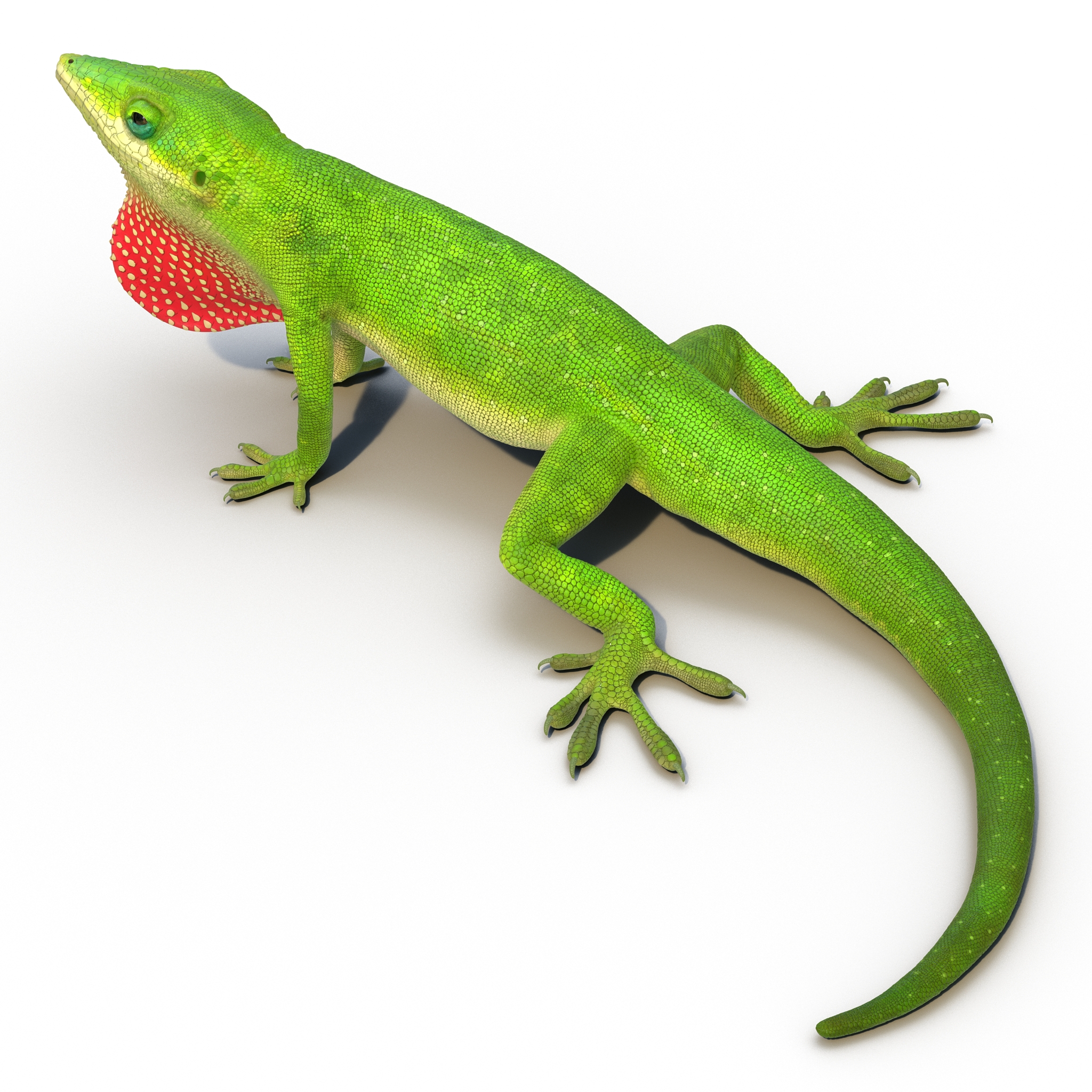 3D Carolina Anole Lizard Pose 2 model