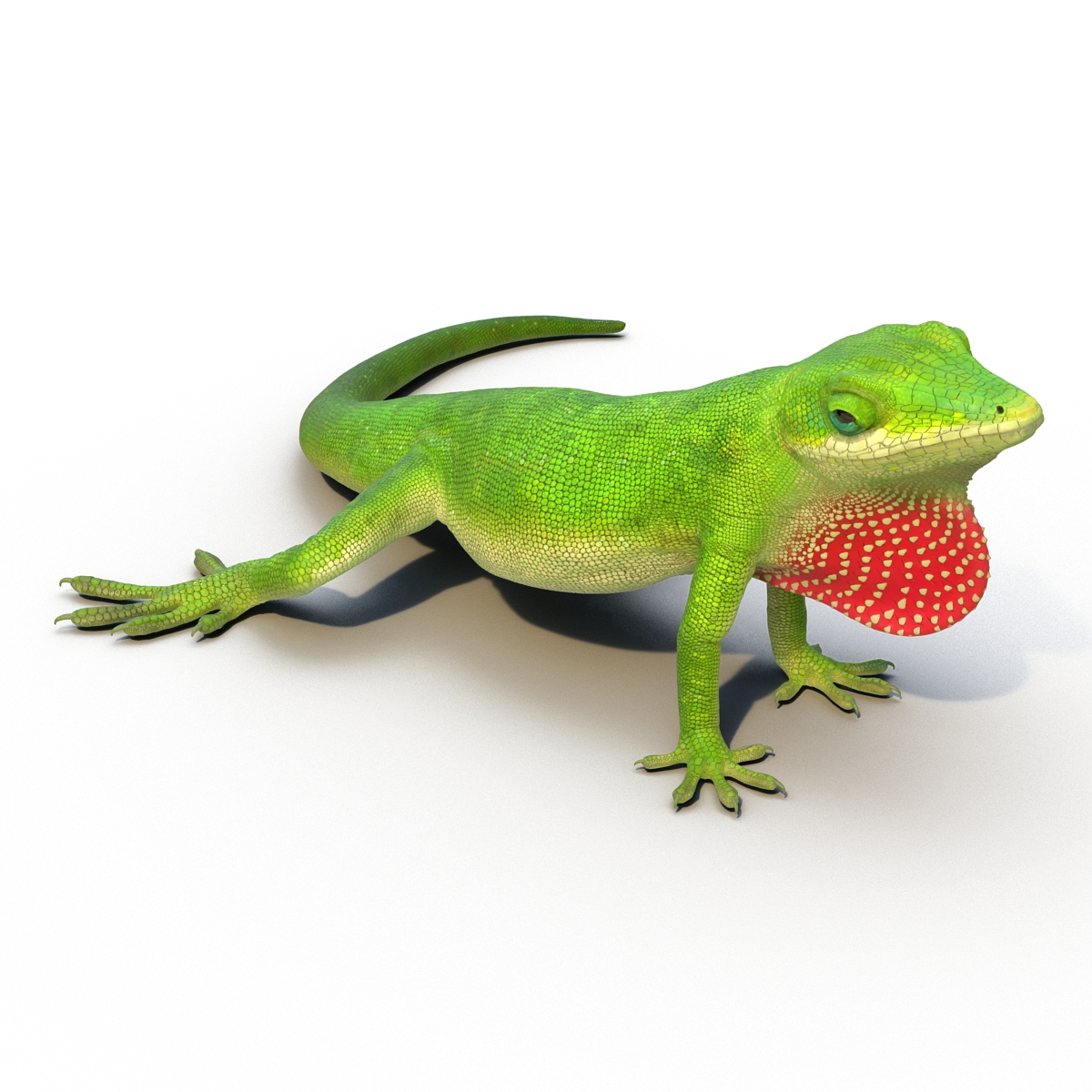 3D Carolina Anole Lizard Pose 2 model