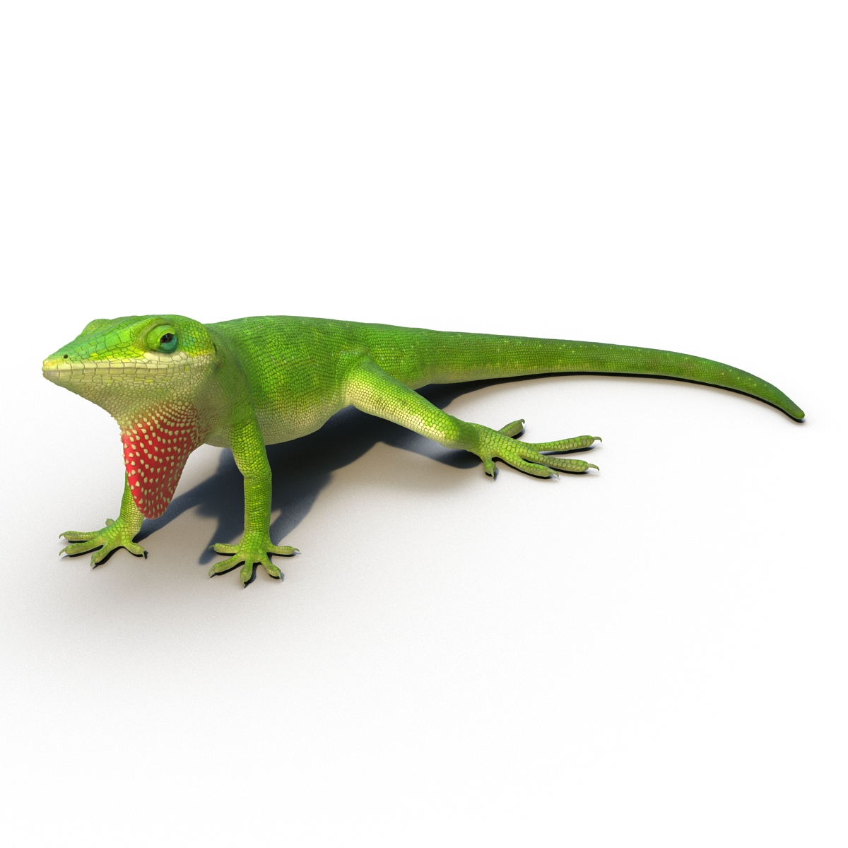 3D Carolina Anole Lizard Pose 2 model