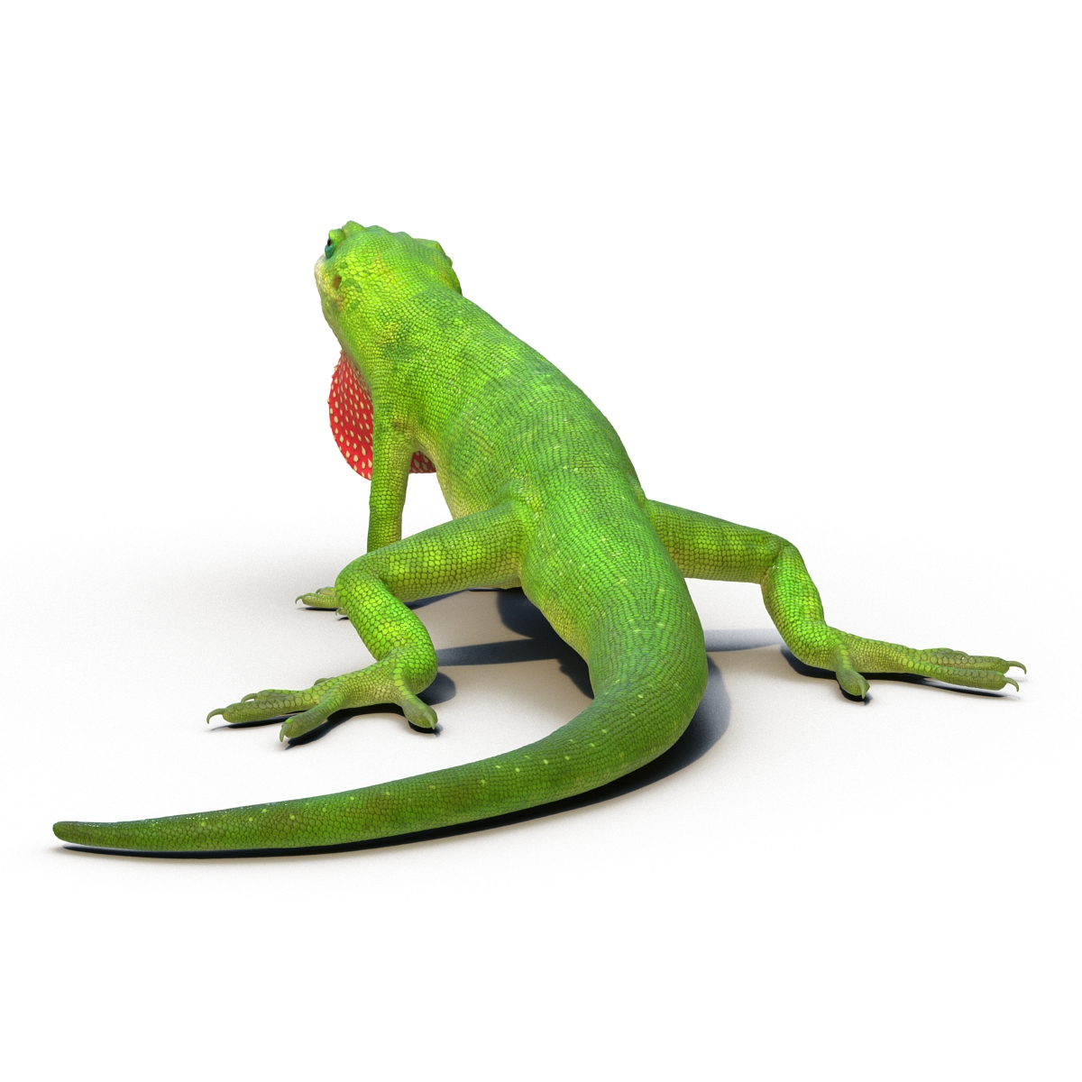 3D Carolina Anole Lizard Pose 2 model