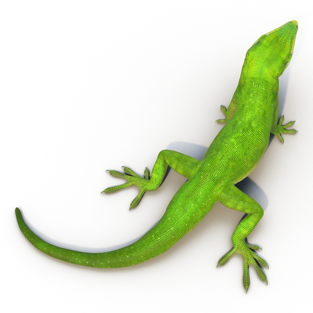 3D Carolina Anole Lizard Pose 2 model