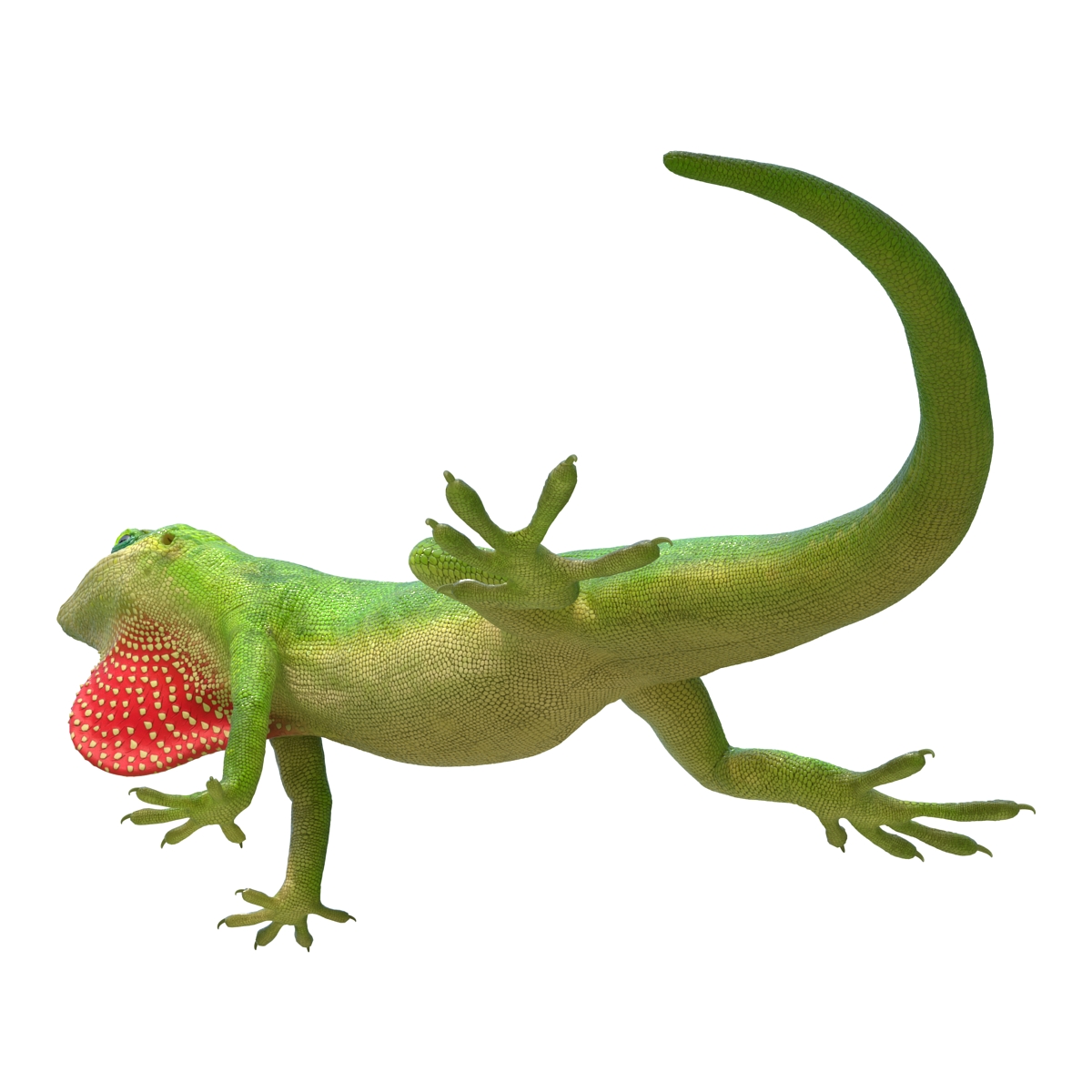 3D Carolina Anole Lizard Pose 2 model