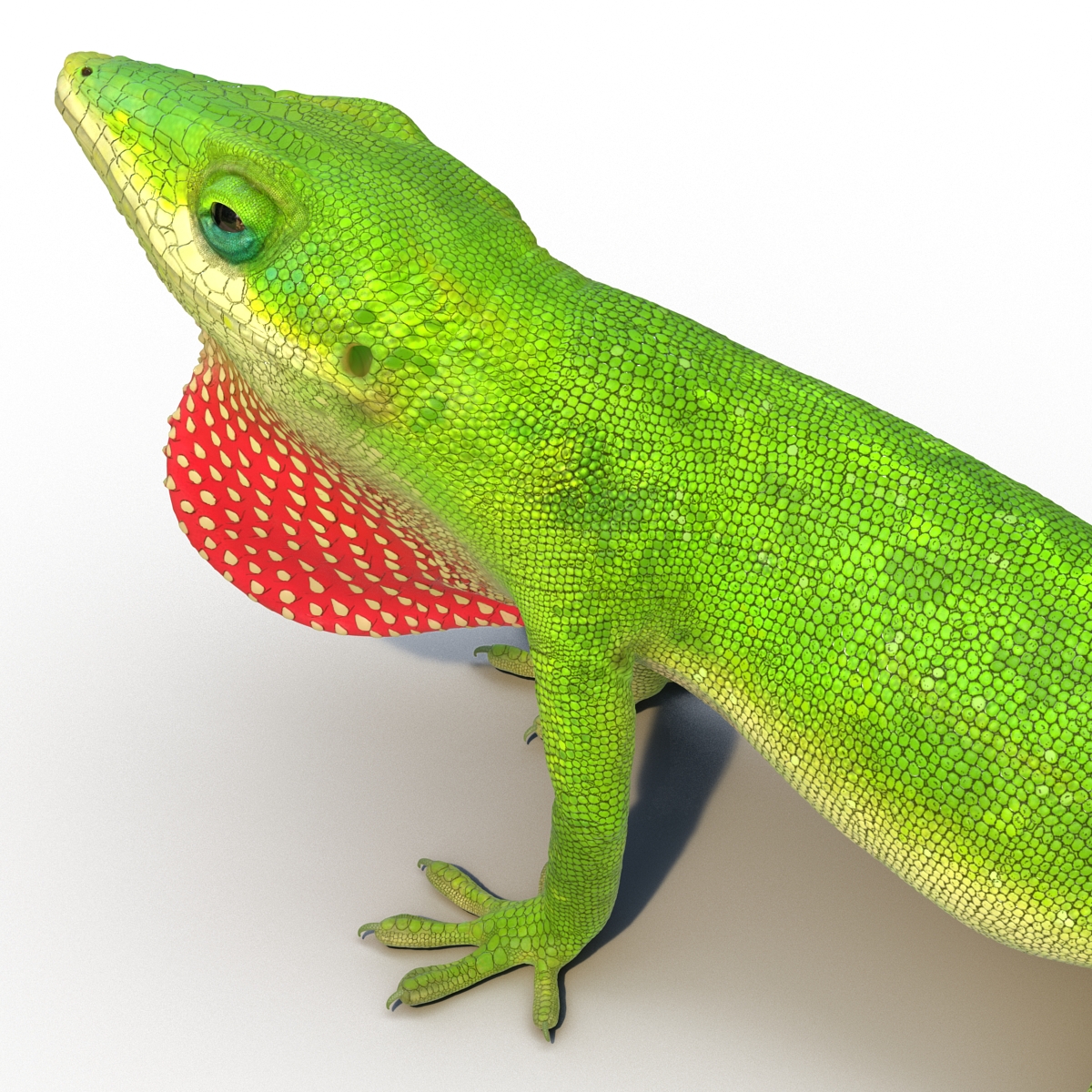 3D Carolina Anole Lizard Pose 2 model