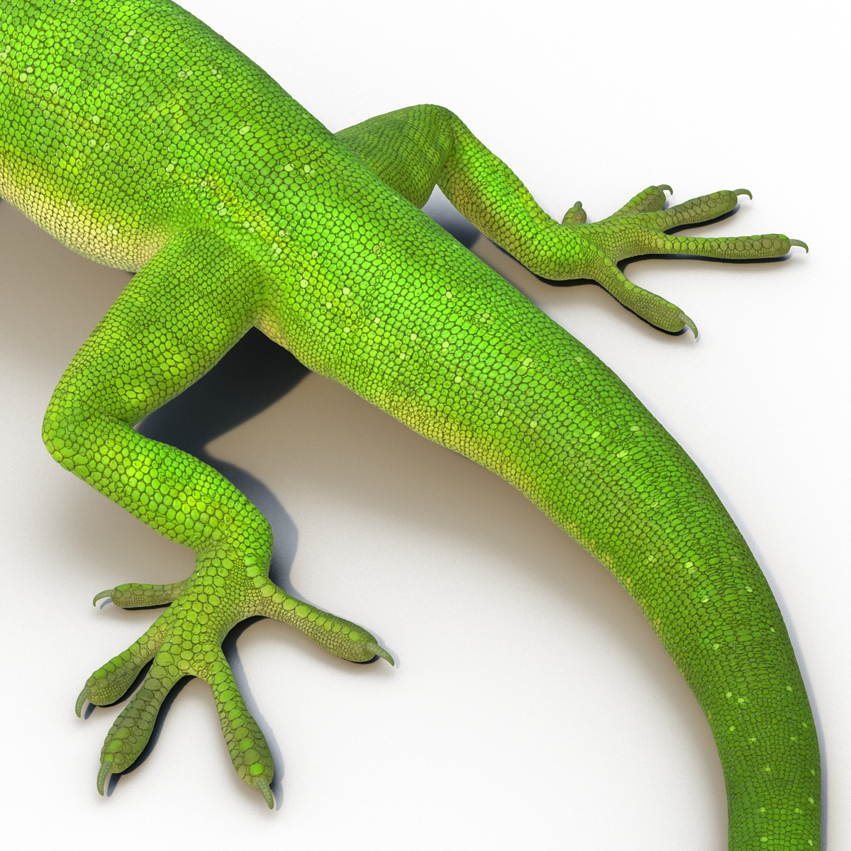 3D Carolina Anole Lizard Pose 2 model