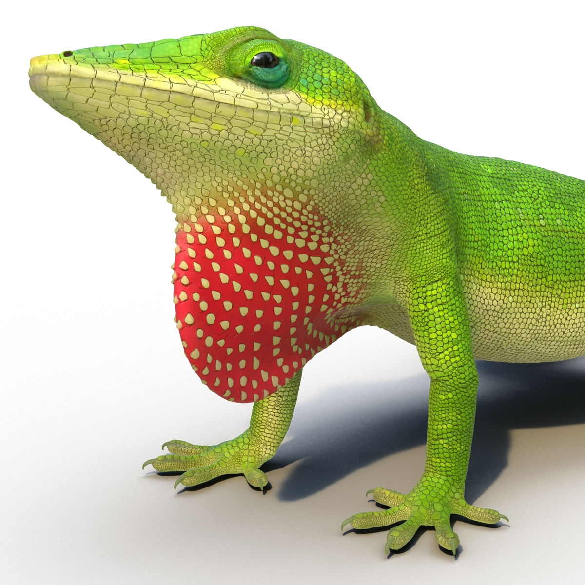 3D Carolina Anole Lizard Pose 2 model