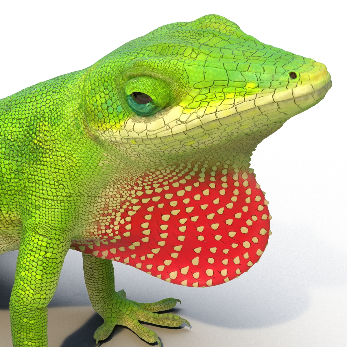 3D Carolina Anole Lizard Pose 2 model