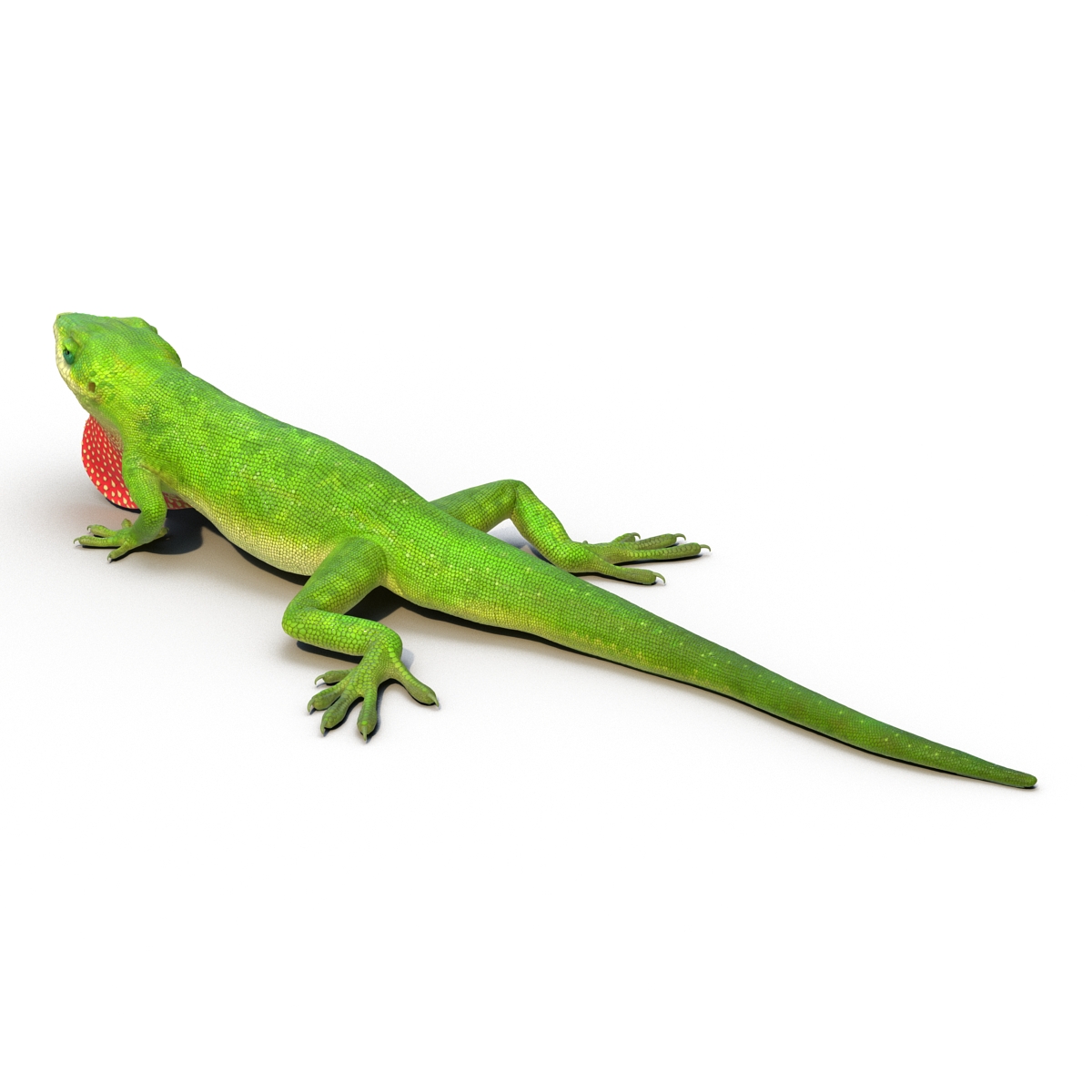 3D Carolina Anole Lizard Pose 3 model