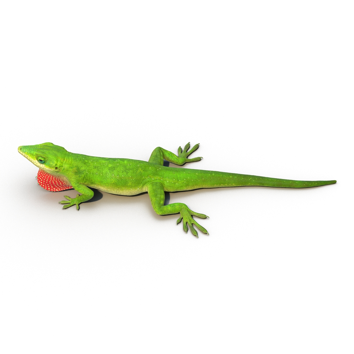 3D Carolina Anole Lizard Pose 3 model