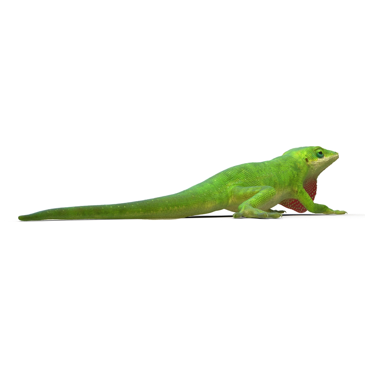 3D Carolina Anole Lizard Pose 3 model