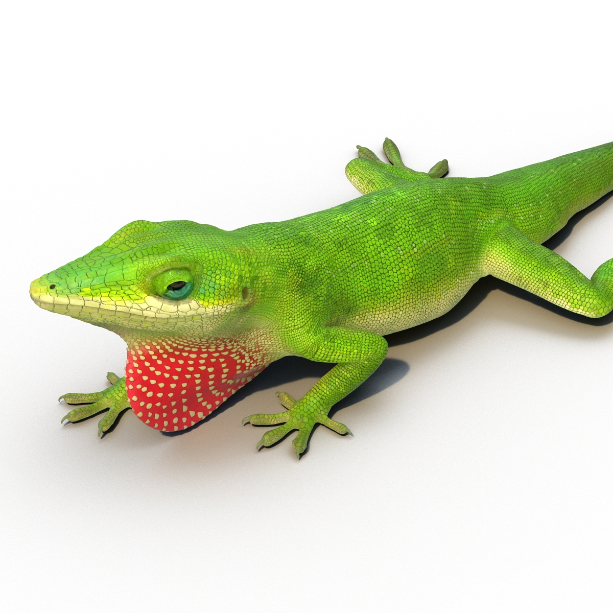 3D Carolina Anole Lizard Pose 3 model