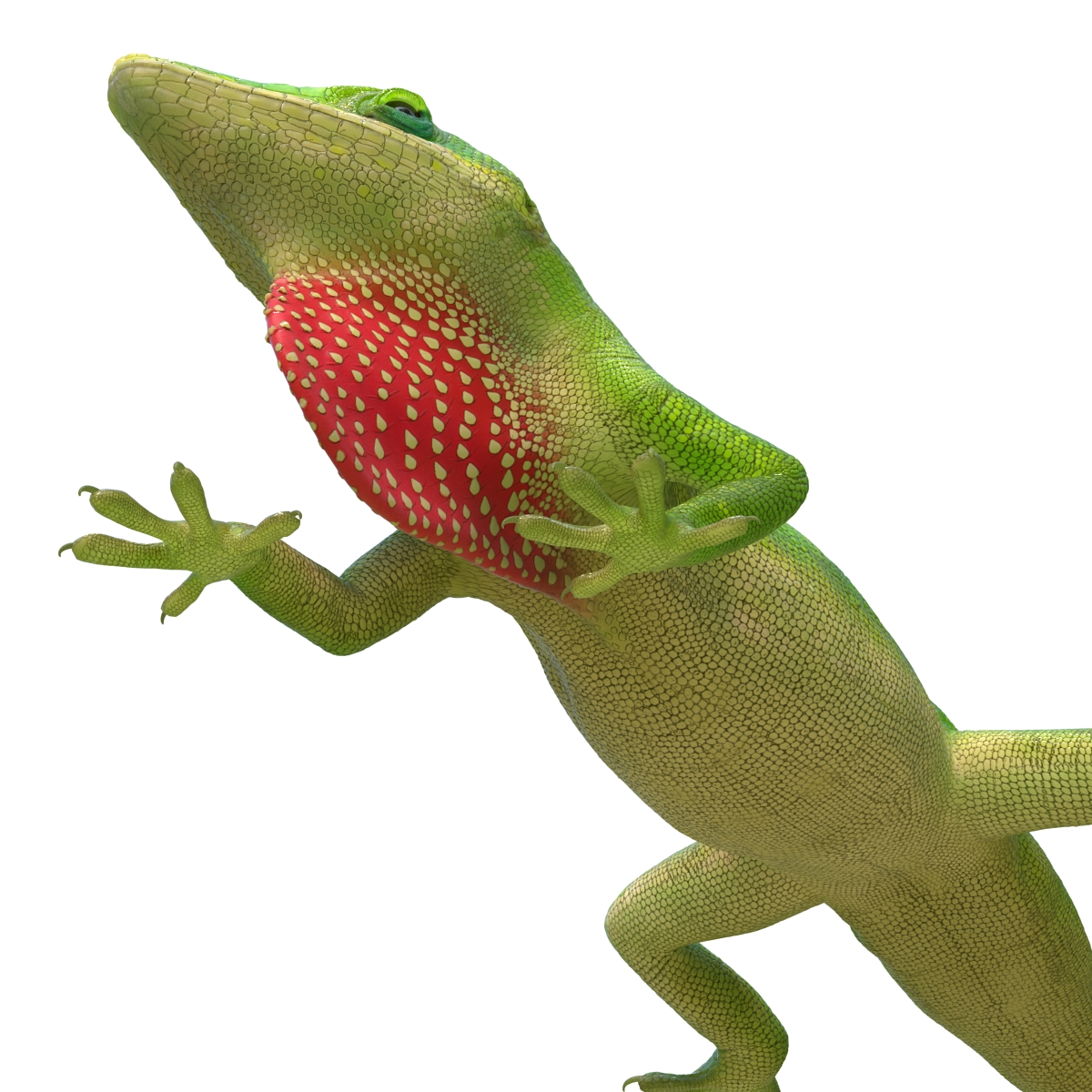 3D Carolina Anole Lizard Pose 3 model