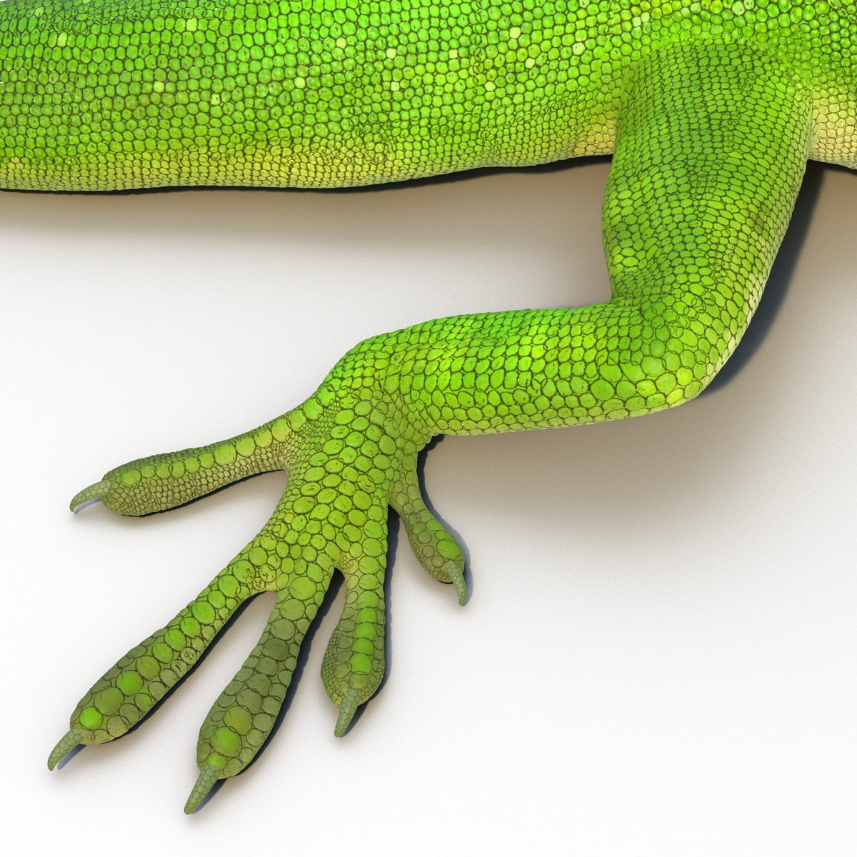 3D Carolina Anole Lizard Pose 3 model