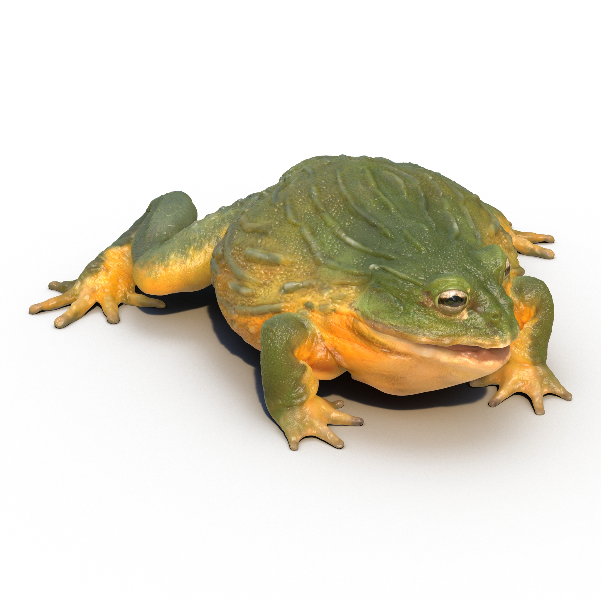 3D African Bullfrog Rigged model