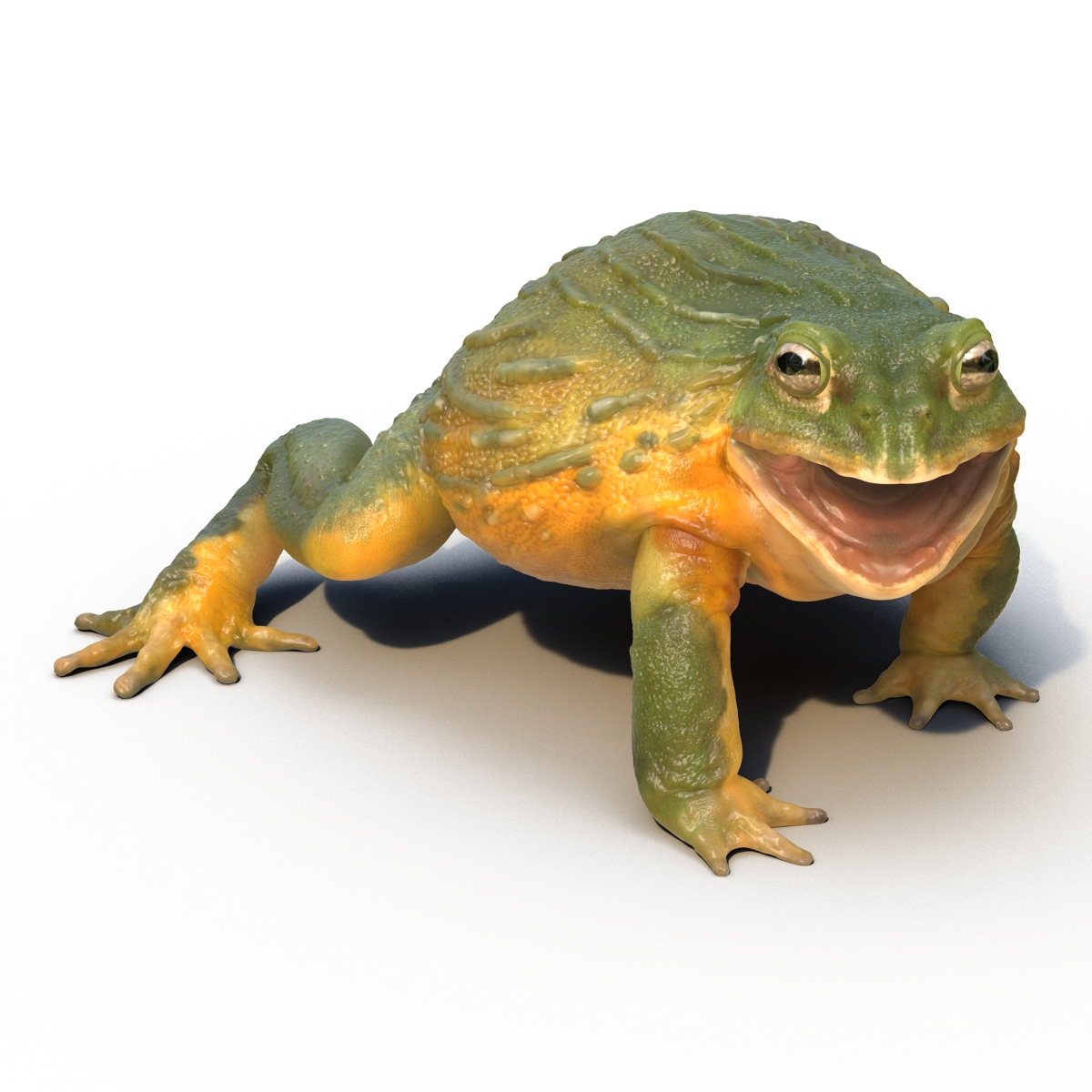 3D African Bullfrog Rigged model