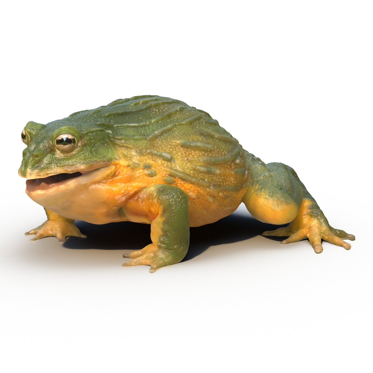 3D African Bullfrog Rigged model