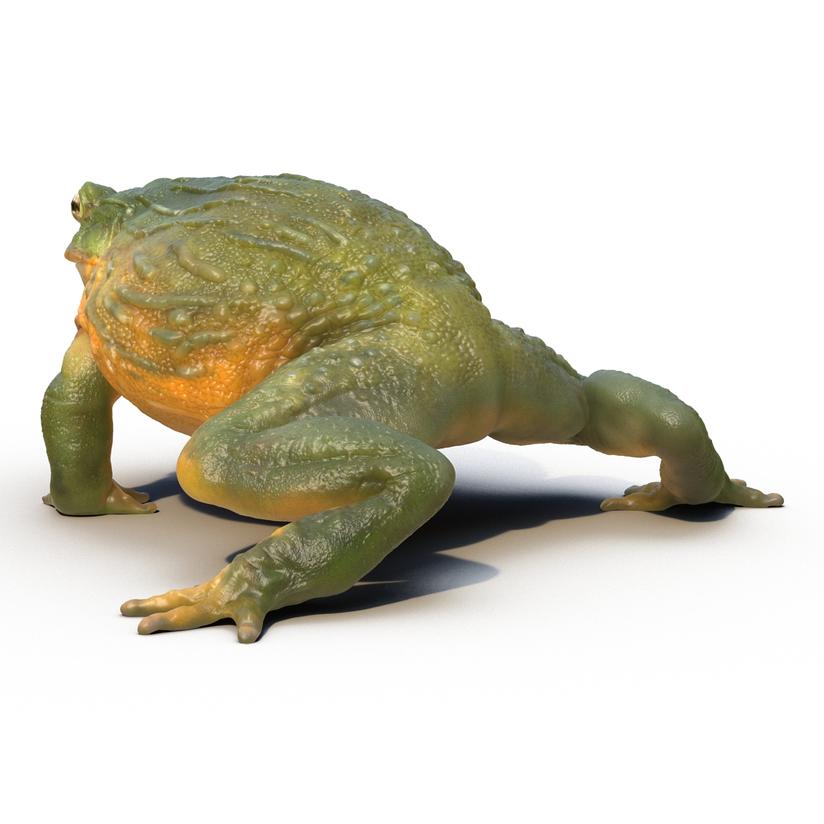 3D African Bullfrog Rigged model