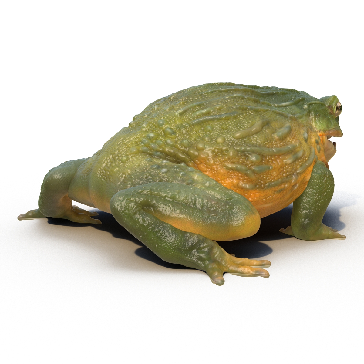 3D African Bullfrog Rigged model