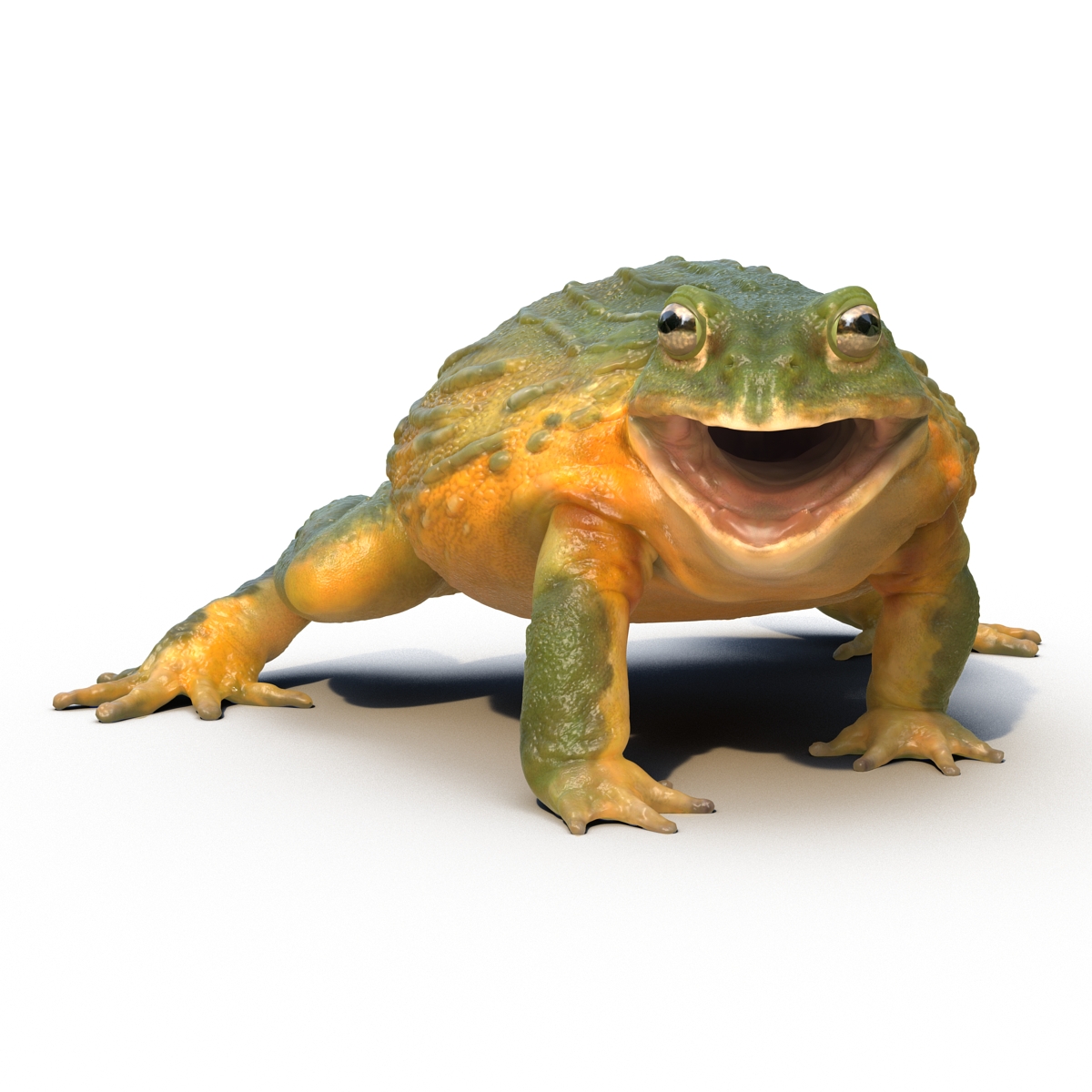 3D African Bullfrog Rigged model