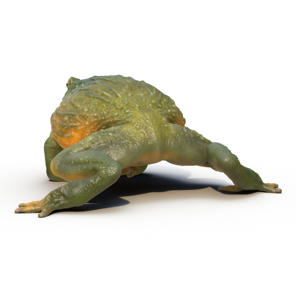 3D African Bullfrog Rigged model