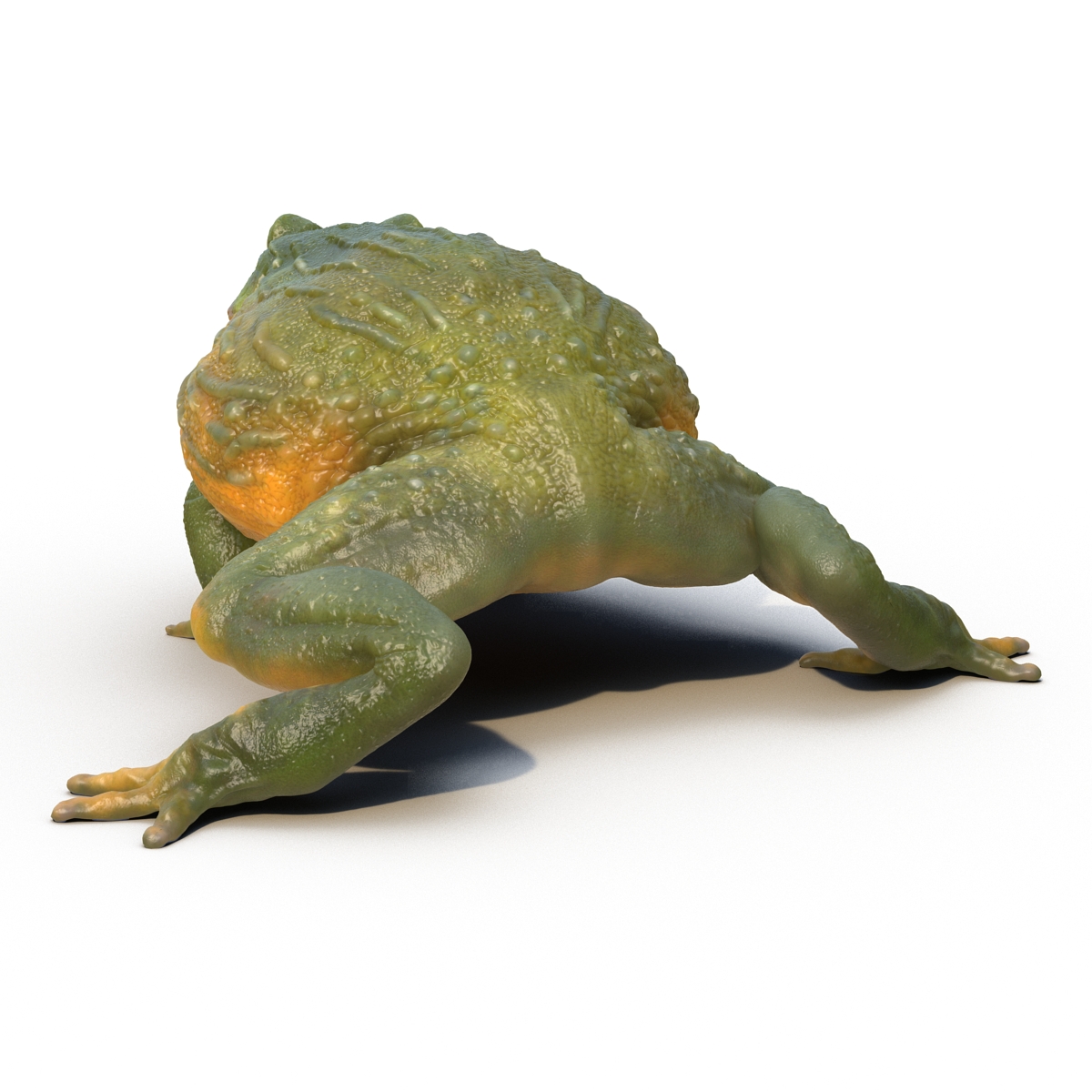 3D African Bullfrog Rigged model