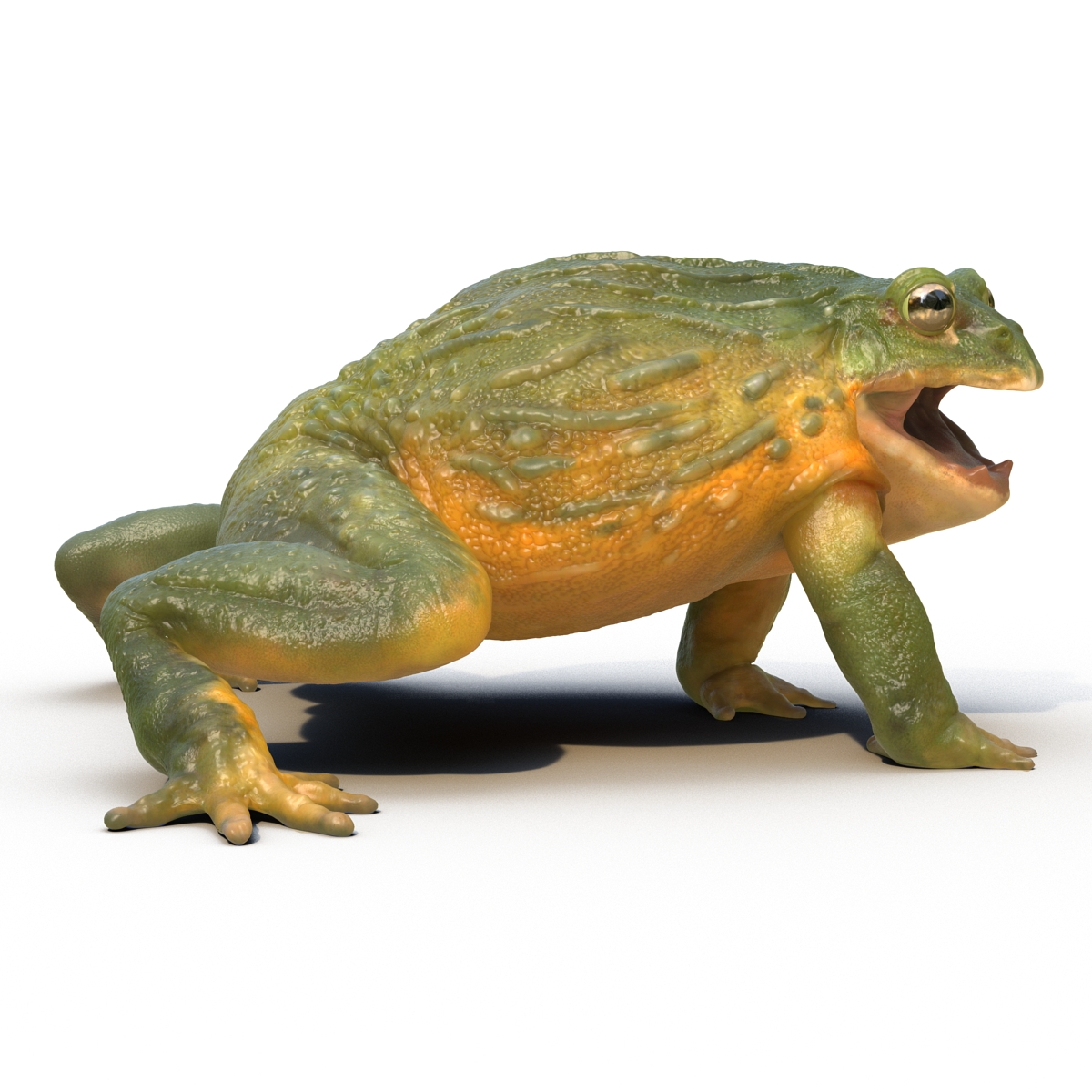 3D African Bullfrog Rigged model