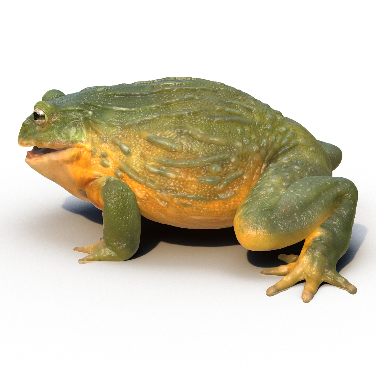 3D African Bullfrog Rigged model